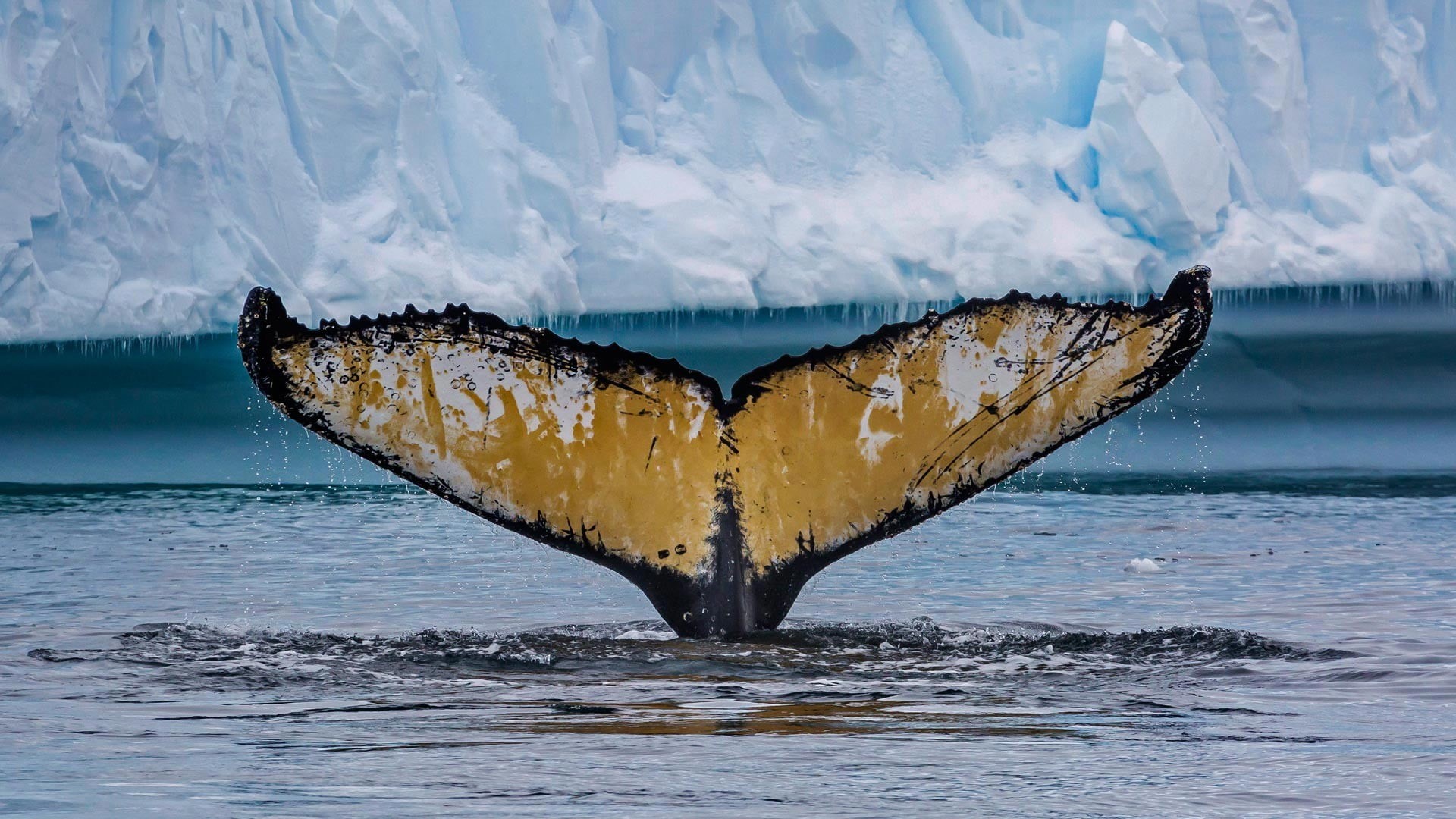 iceberg, no people, animal, nature, animals in the wild, black, cold temperature, sea, whale, animals, outdoors, melting, water, beauty in nature, tranquility, HD Wallpaper