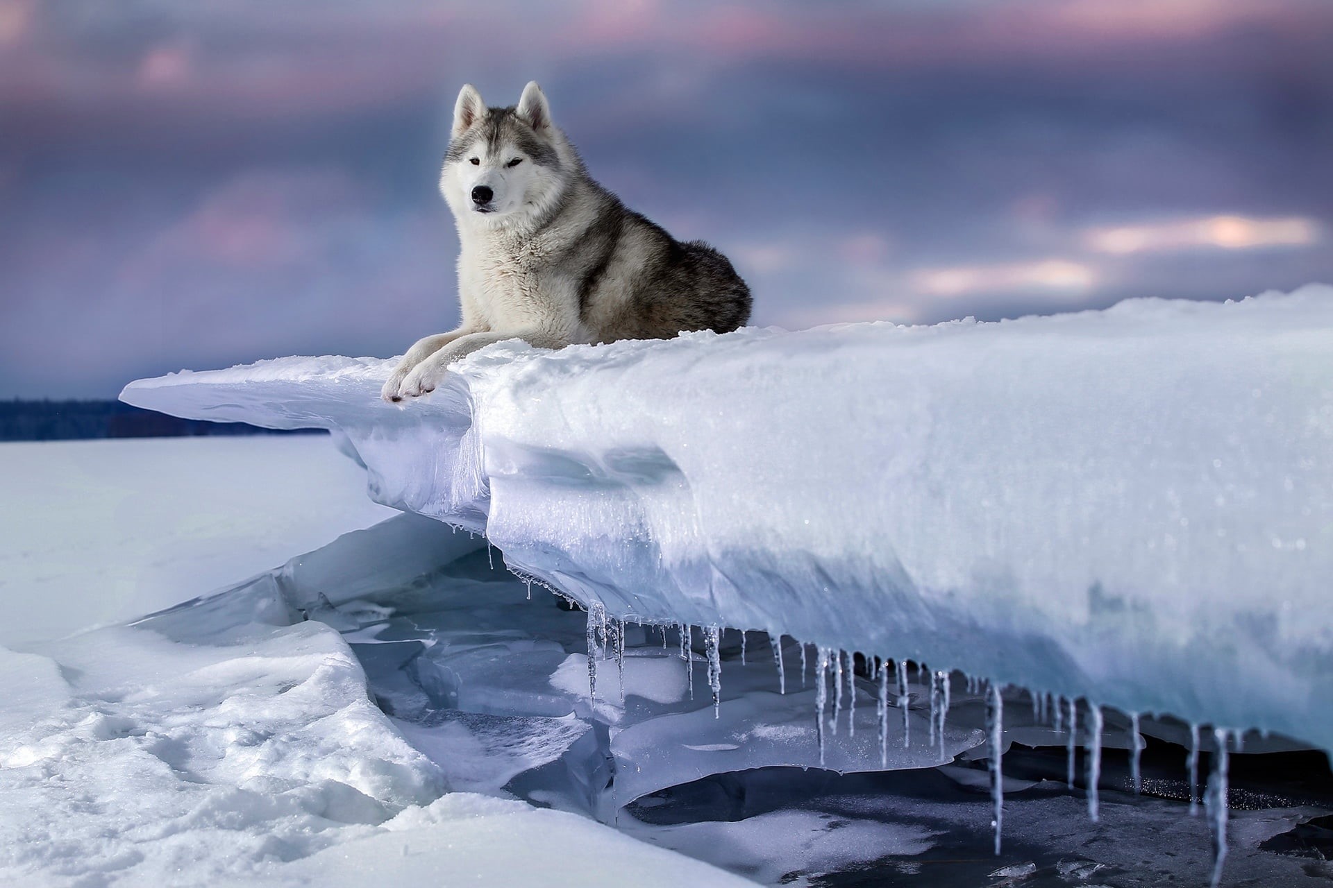 1080P, Husky, snow, icicles, ice, winter, dog, HD Wallpaper