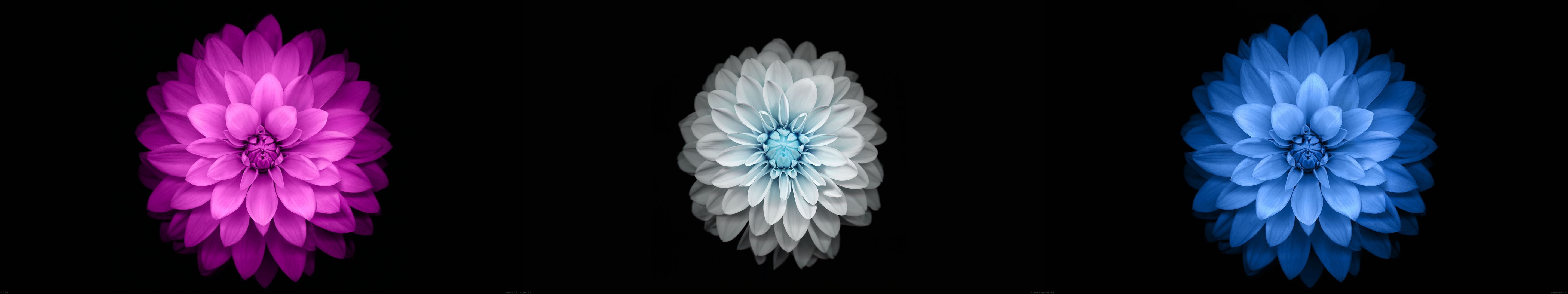 triple screen, black, 5K, simple background, multiple display, flowers, HD Wallpaper