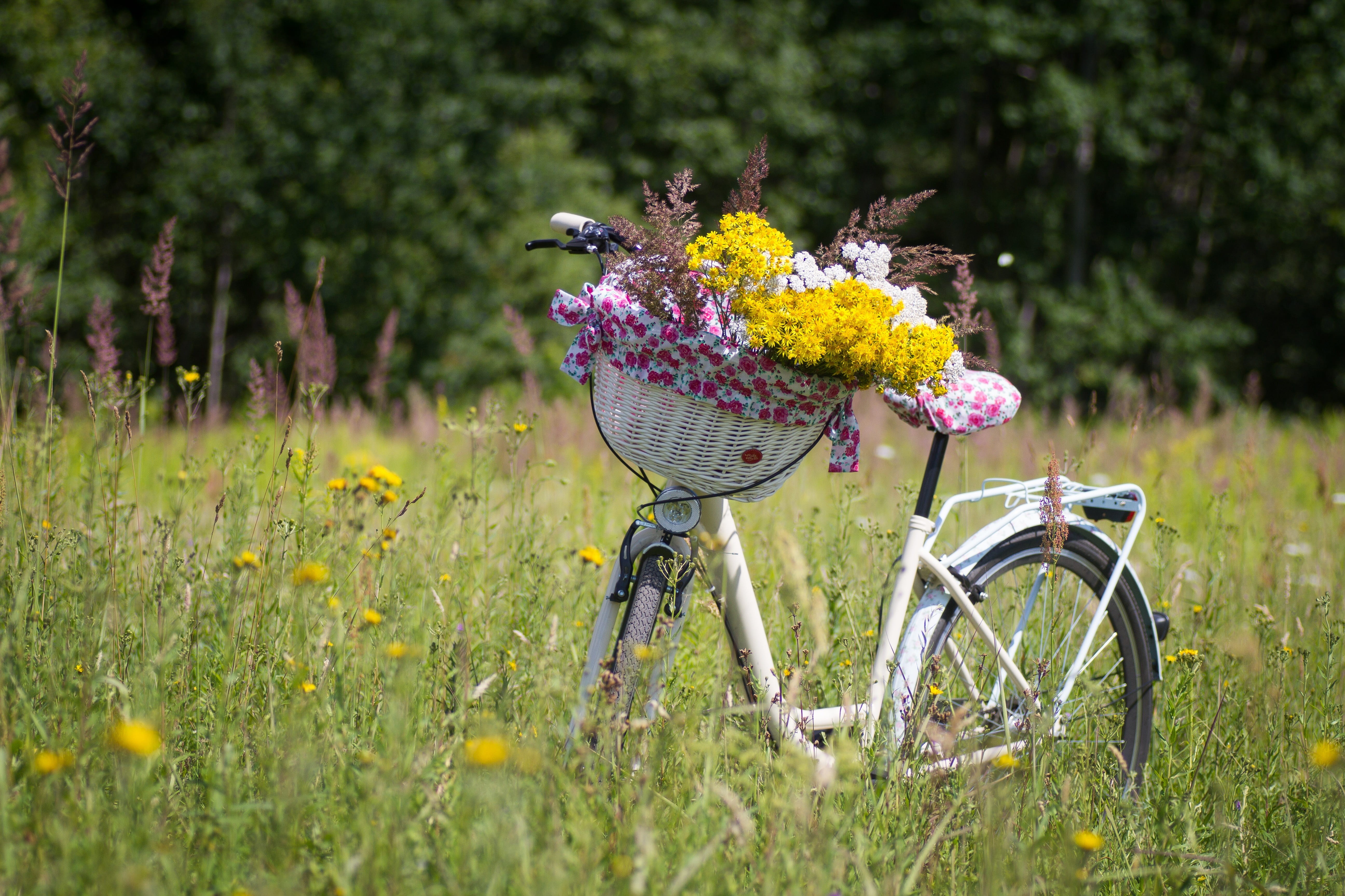 ladies cycle, plant, flower head, step, grass, springtime, cycling, basket, nature, bunch of flowers, lifestyle, flower, full, purple, no people, summer, HD Wallpaper