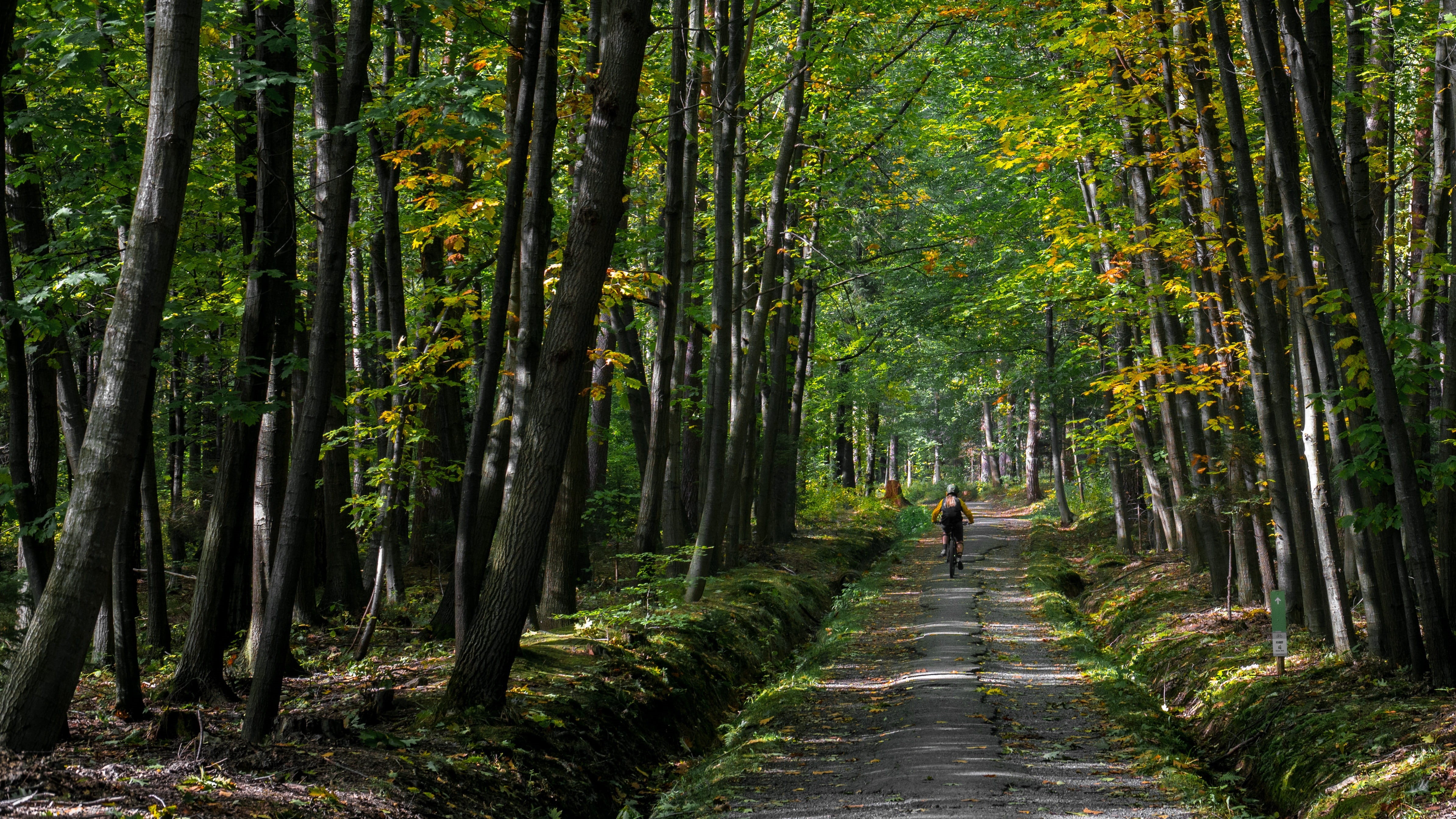 the path, nature, recreation, woodland, land, plant, bike, mtb, direction, cycling, extreme, no people, the way forward, beauty in nature, forest, bamboo grove, HD Wallpaper