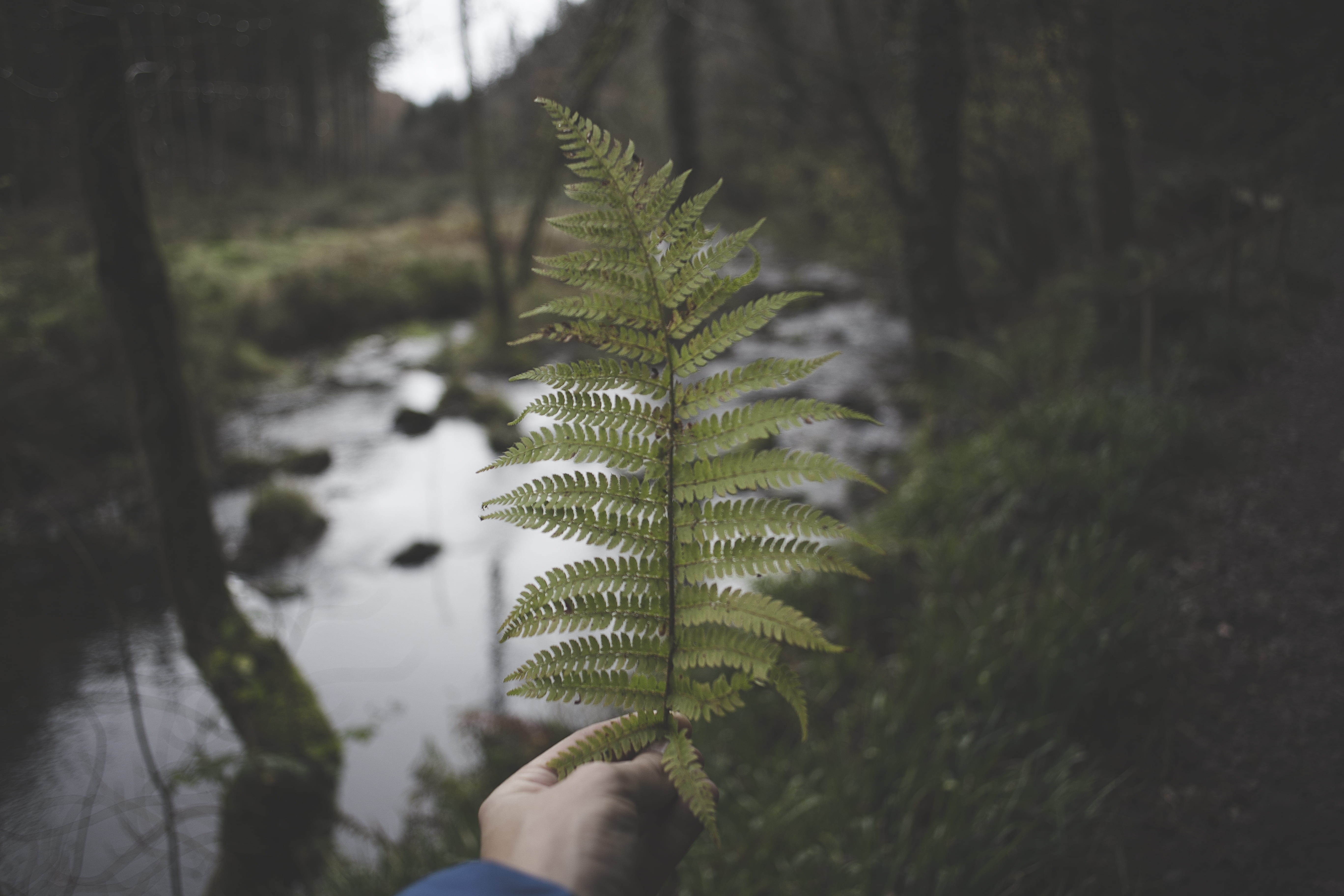 rainforest, dawn, river, finger, travel, leaf, color, one person, blur, plant part, focus on foreground, growth, outdoors, green, plant, human body part, HD Wallpaper