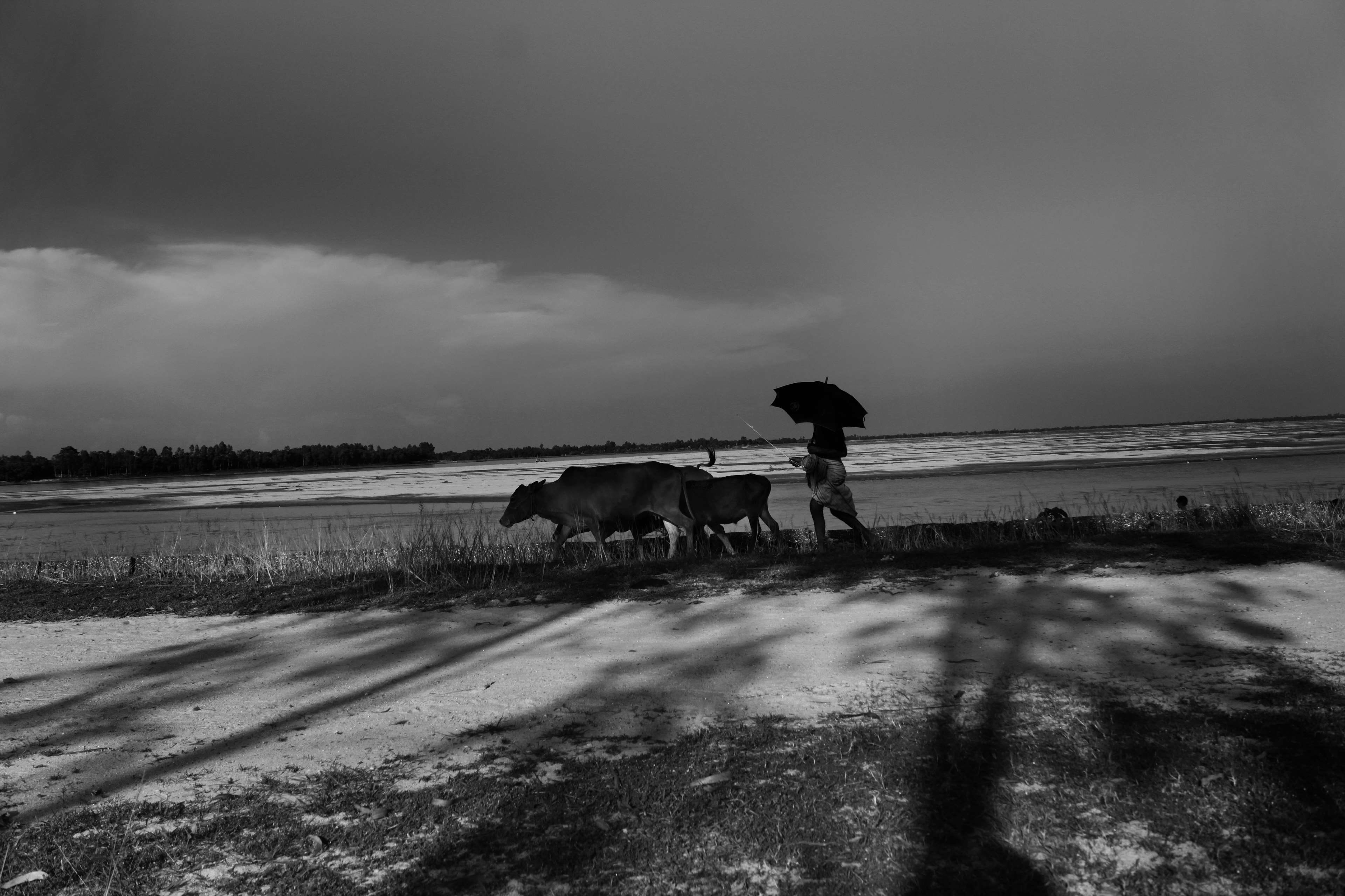 cloud - sky, village, full length, one person, mammal, vertebrate, flower, tree, one animal, 4K, day, domestic animals, transportation, land, outdoors, HD Wallpaper