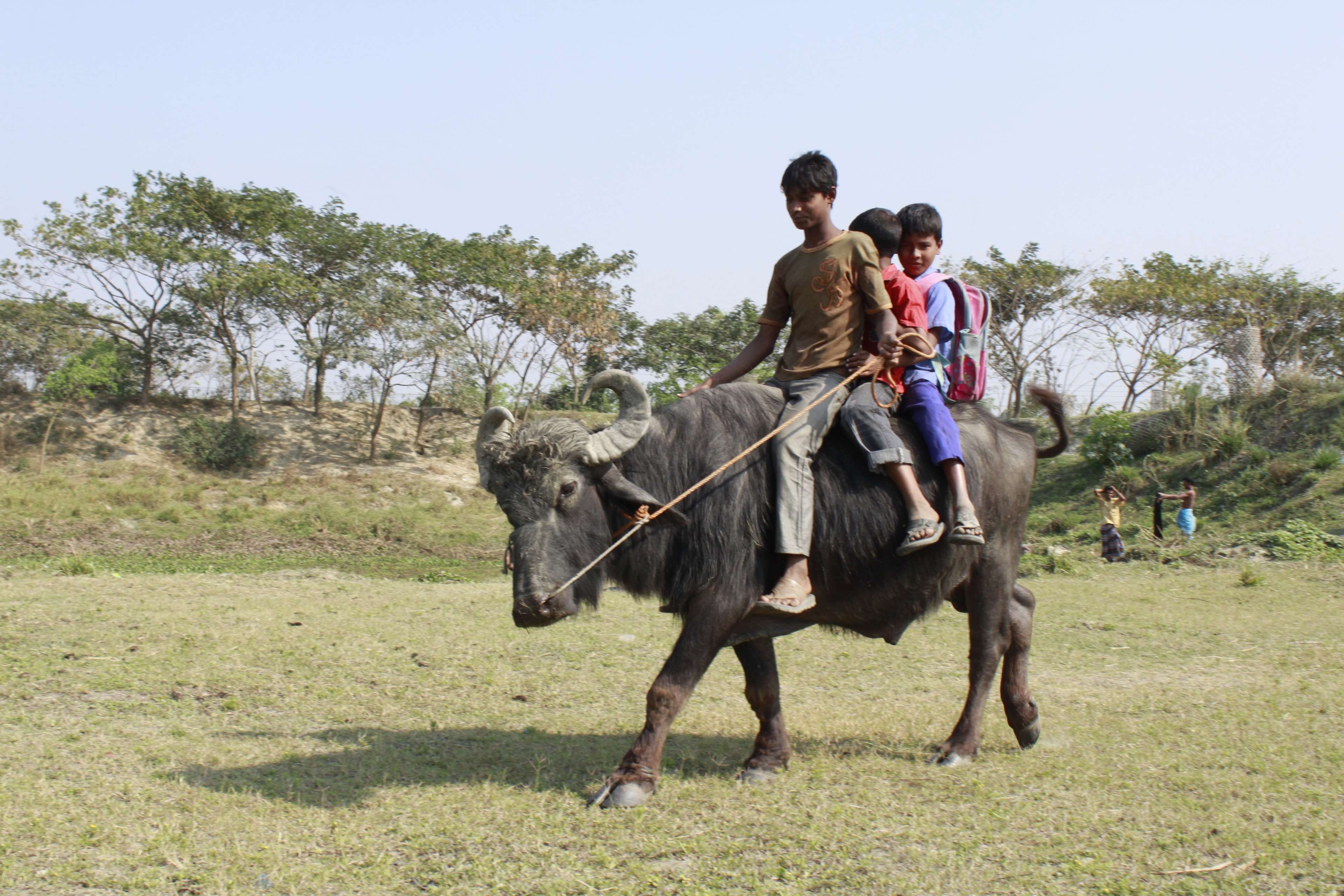 nature, paddy rice, adult, flower, togetherness, livestock, child, river, animal wildlife, canal, leisure activity, fisherman, sky, rural, horse, 4K, men, HD Wallpaper