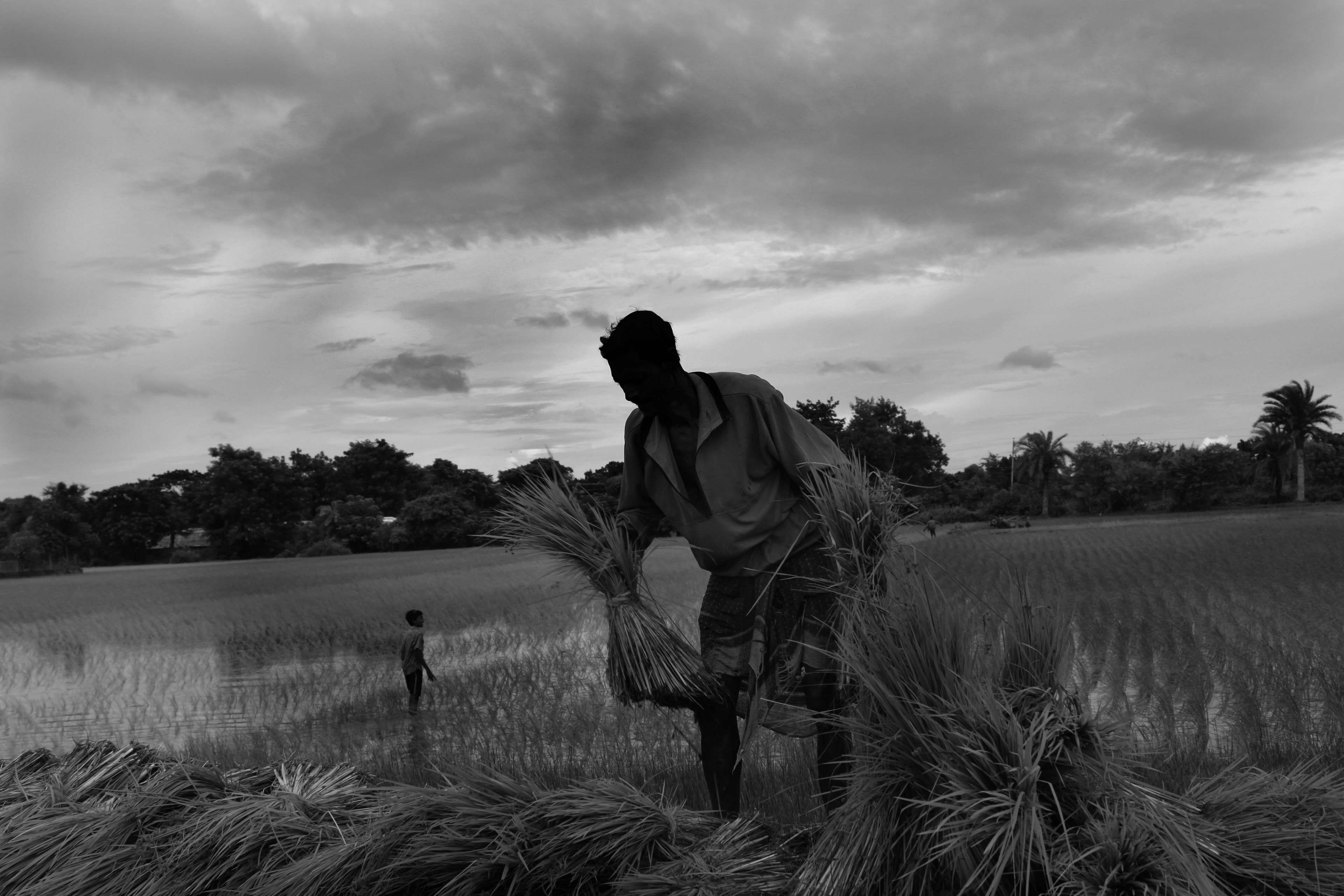 scenics - nature, beauty in nature, bangladesh, paddy rice, 4K, plant, field, river, farmer, mammal, cloud - sky, growth, tree, land, agriculture, outdoors, HD Wallpaper