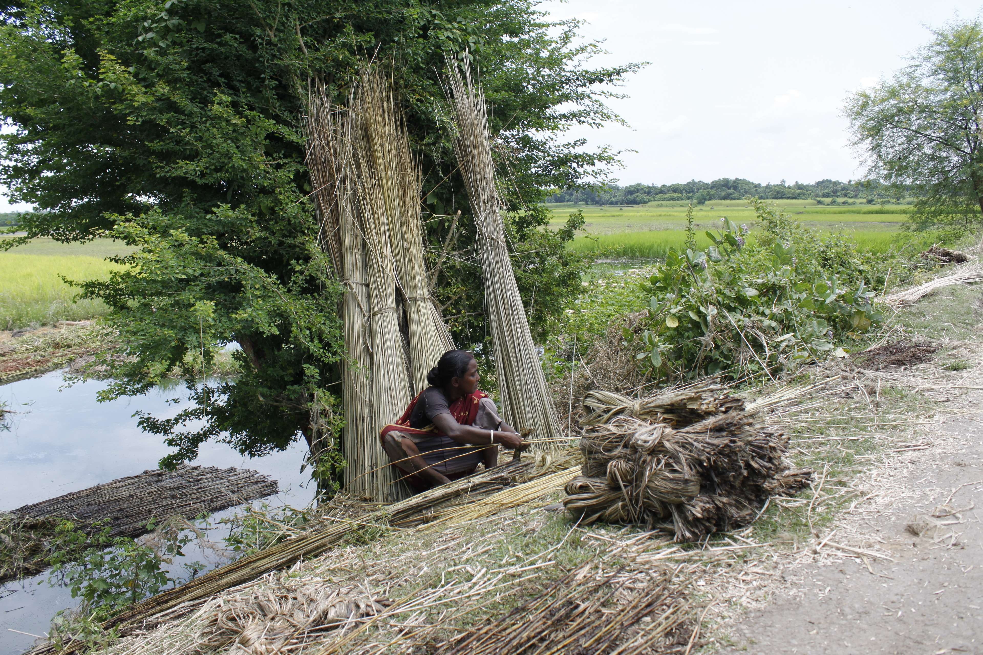 tree, green color, lifestyles, nature, land, real people, plant, flower, bangladesh, outdoors, river, non-urban scene, fisherman, day, tree trunk, rural, HD Wallpaper