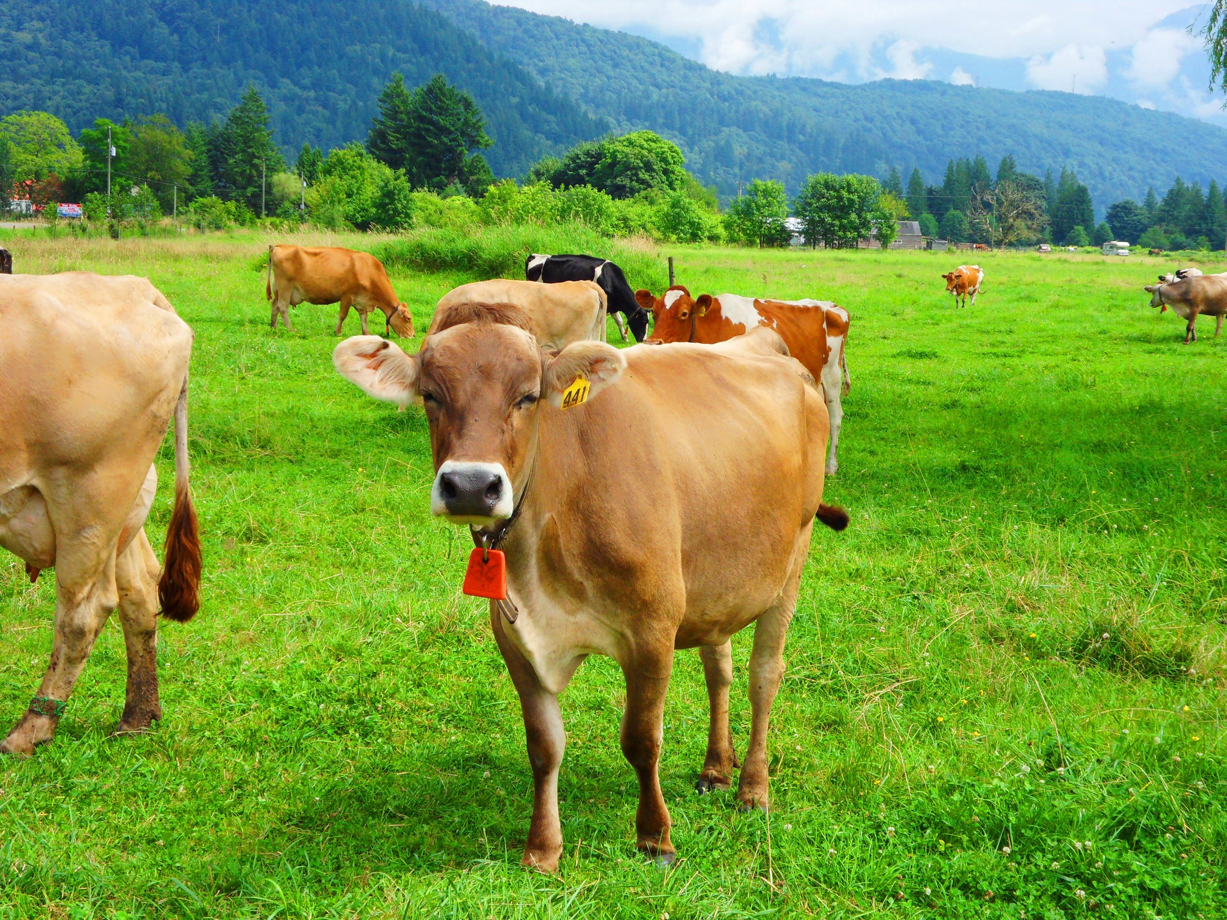 pasture, grazing, 4K, bos indicus, summer, outdoors, agriculture, cattle, brown, rural Scene, Cows, slow food, grass, green Color, cycle tour, indicus, HD Wallpaper