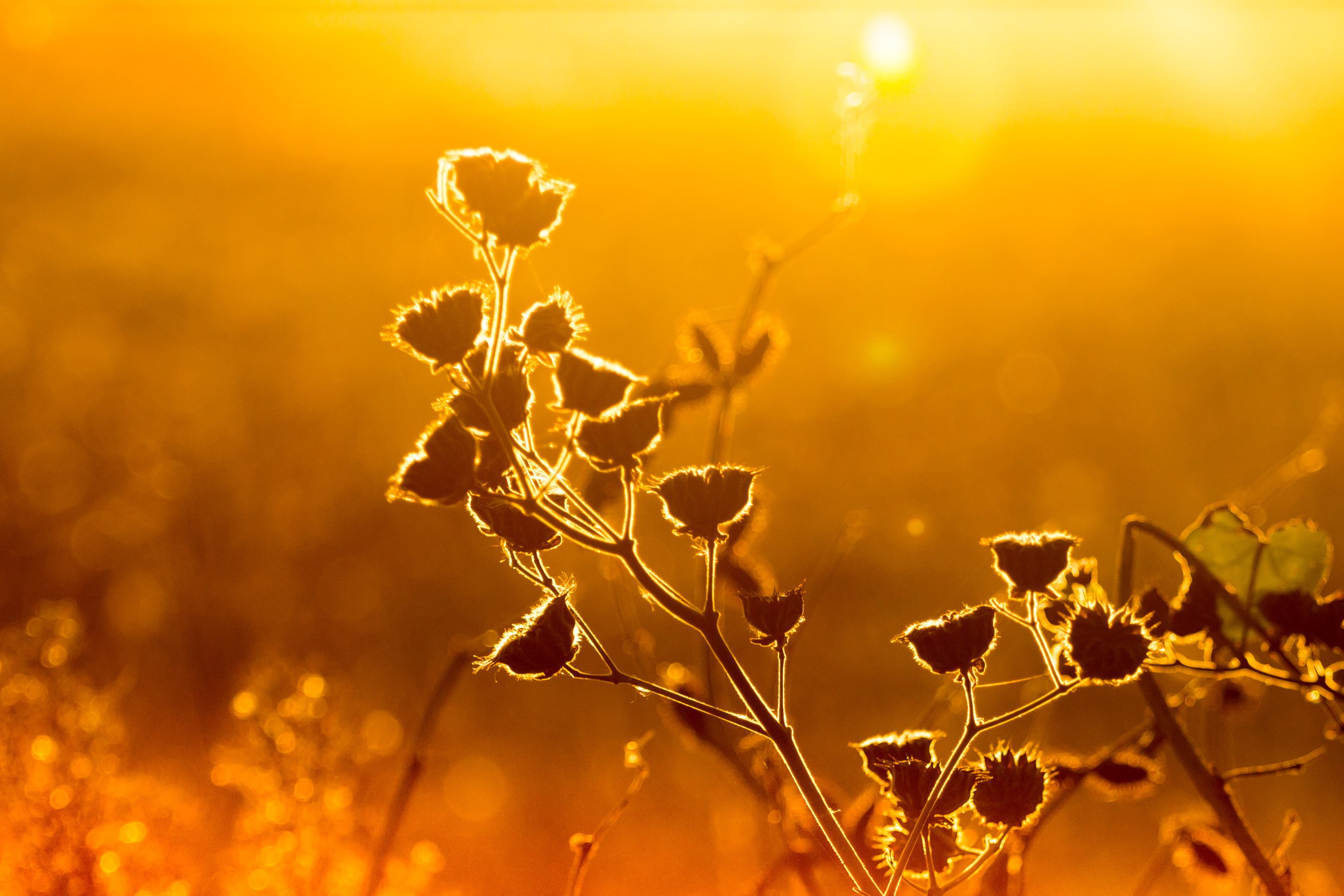 focus, sun, beauty In Nature, summer, canon, 4L, outdoors, meadow, velvet leaf, 2K, sunset, backgrounds, field, USM, nature, leaf  stem, golden  orange, HD Wallpaper