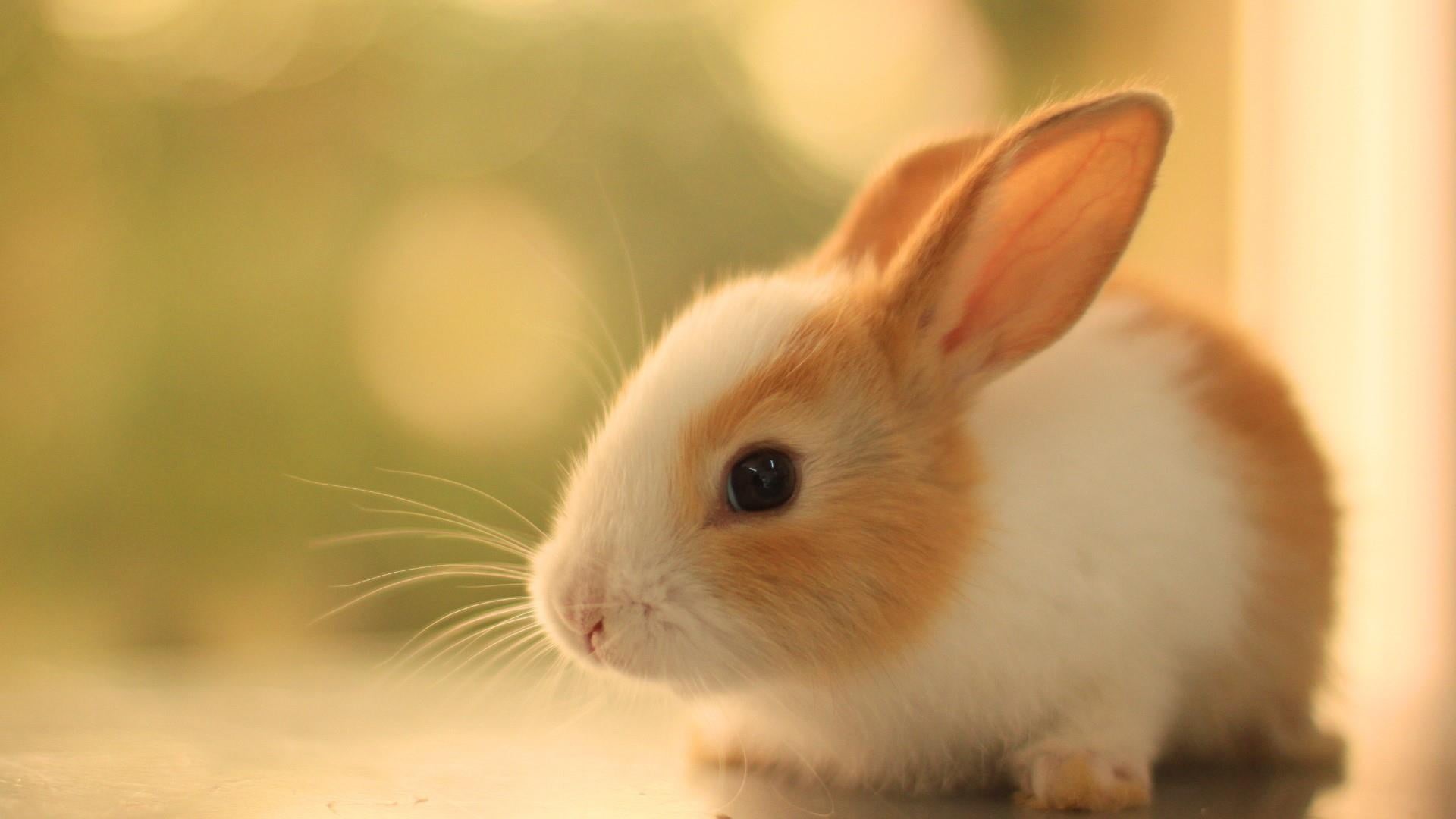 1080P, animal themes, mammal, looking, whisker, bunny, white color, whiskers, animal body part, one animal, vertebrate, animal, ears, rabbit, cute, animal wildlife, HD Wallpaper