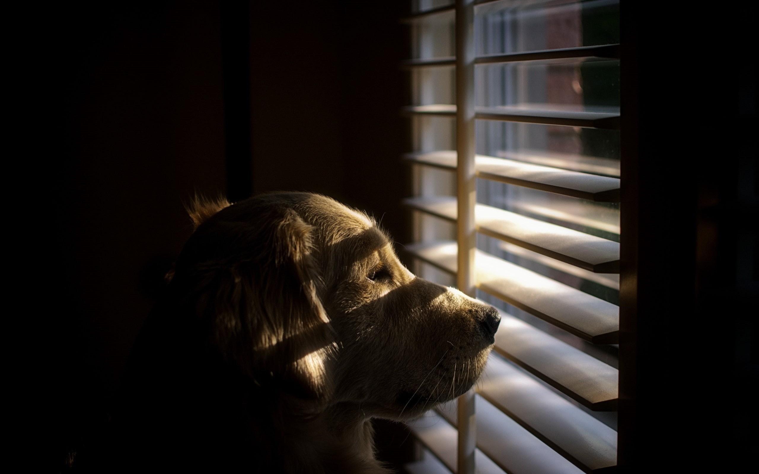 animal body part, domestic animals, dog, profile view, vertebrate, animal themes, indoors, window, close-up, animal head, looking away, hairstyle, one animal, HD Wallpaper