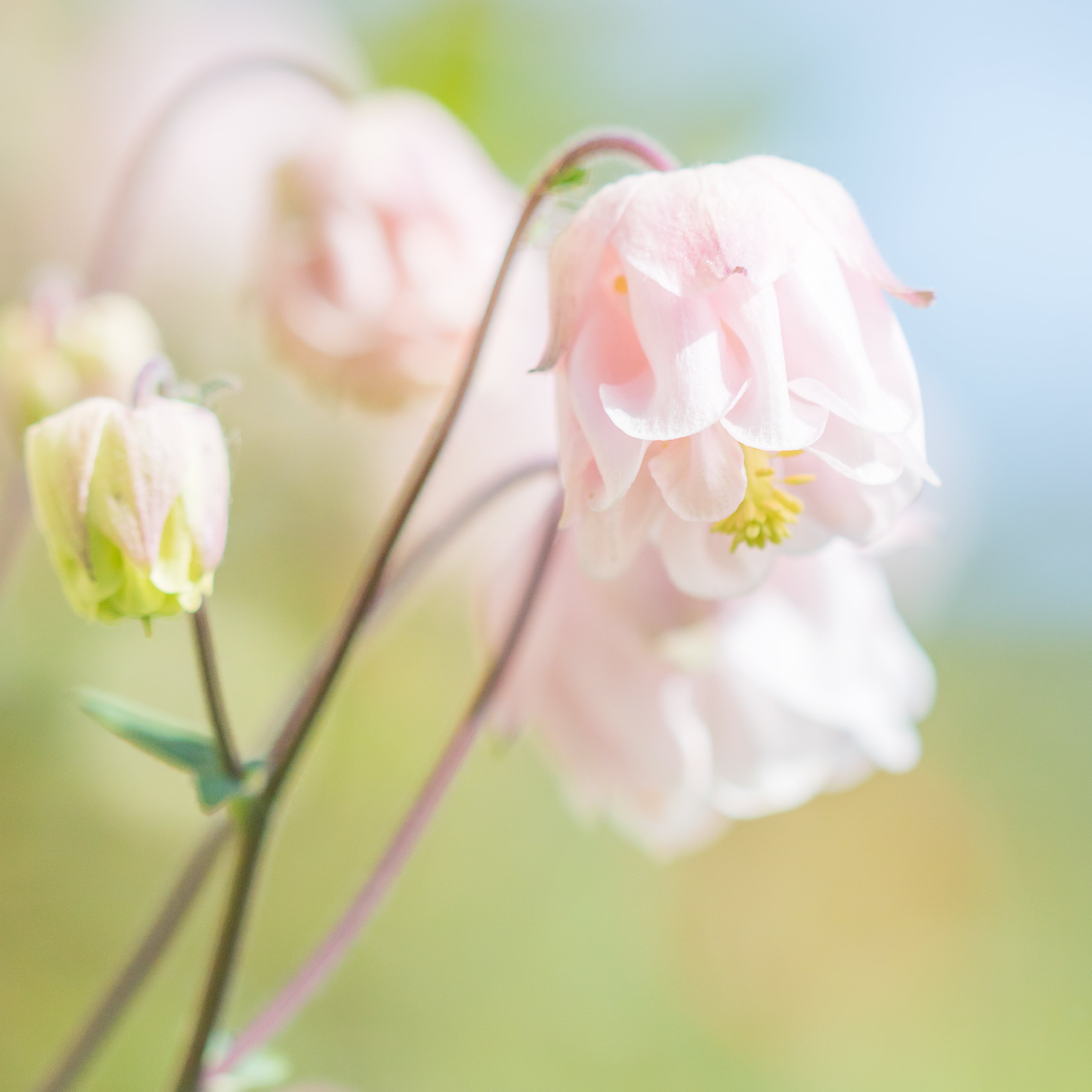 flower Head, flowerp, sweetness, photography, soft, nature, freshness, rustle, springtime, color, Froufrou, selective focus, blossom, beauty In Nature, Phone HD Wallpaper