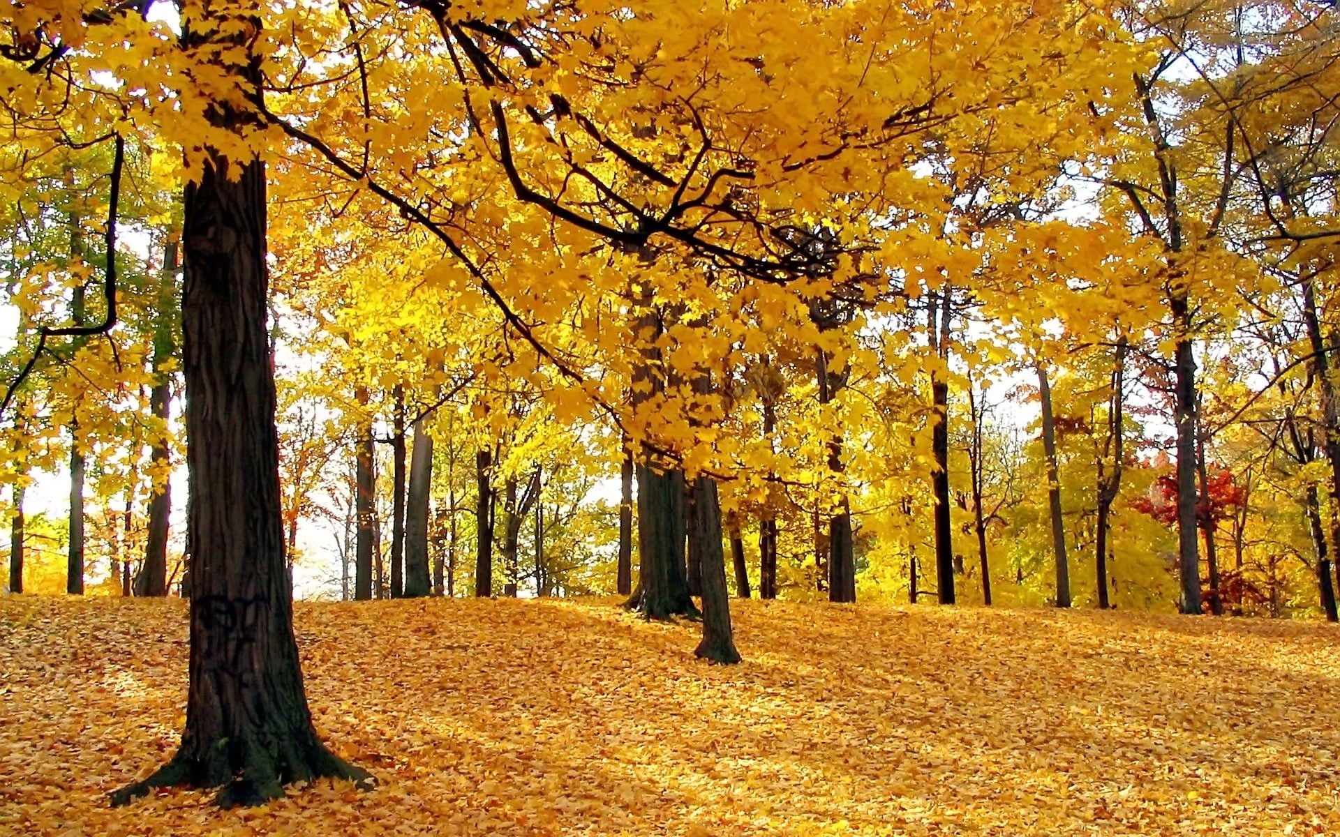 red, environment, leafed, october, park, growth, branch, leaves, scenics - nature, yellow, sunlight, light - Natural Phenomenon, gold Colored, hill, trees, HD Wallpaper