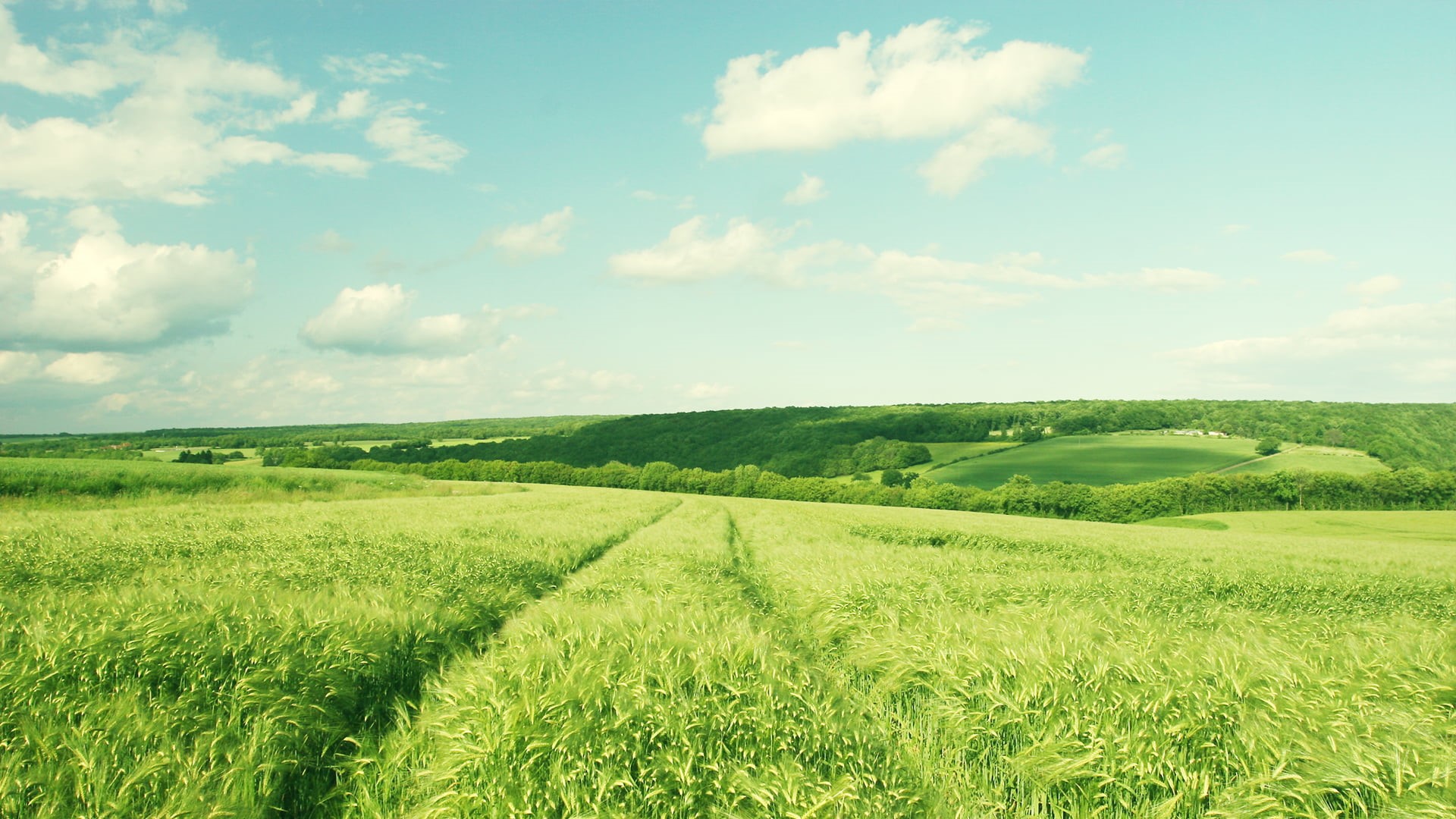 beauty In Nature, heat, the sun, tranquil scene, scenics - nature, plant, green, environment, rural Scene, summer, outdoors, ears, cloudscape, stay, trail, HD Wallpaper
