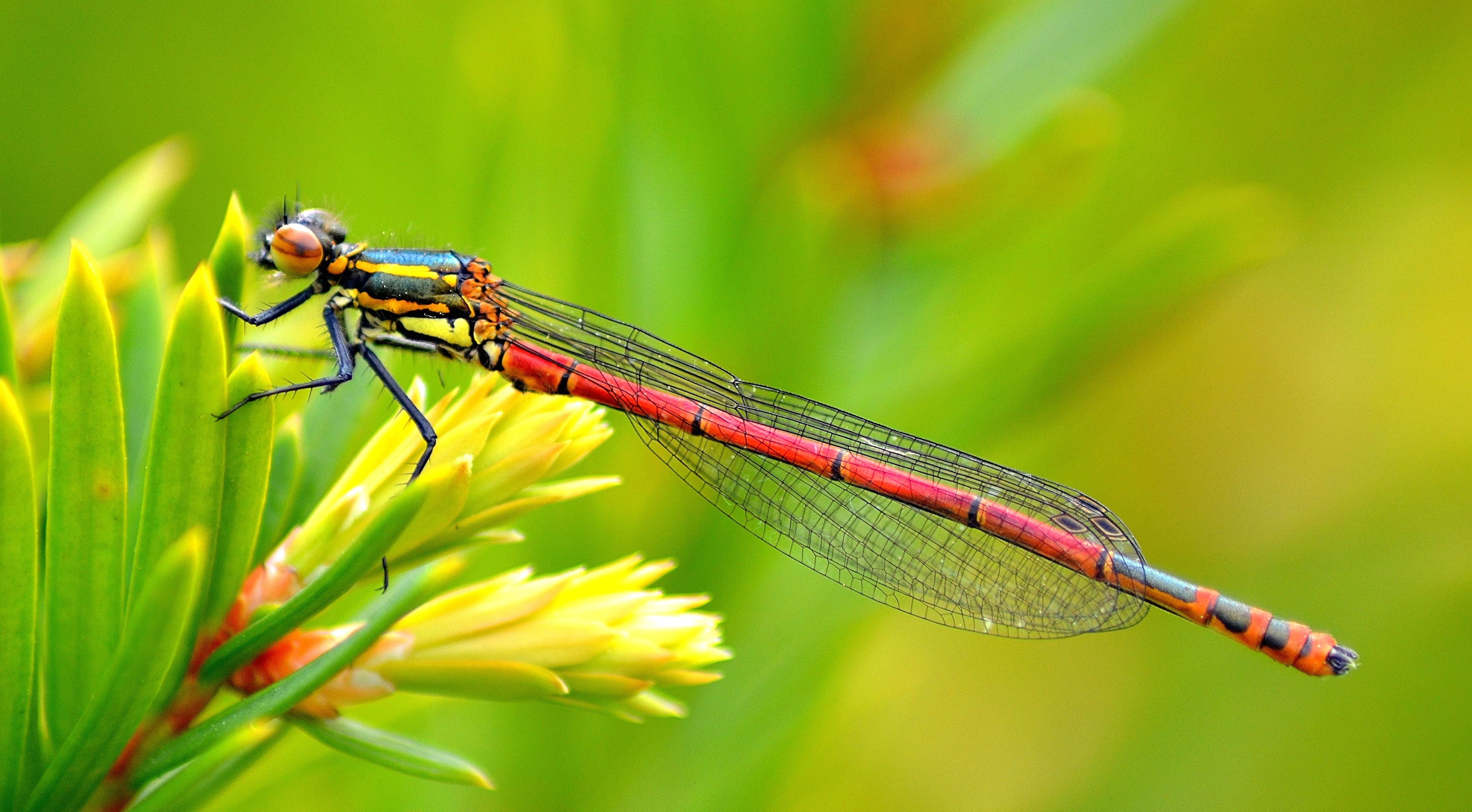 4K, dragonfly, firefly, red, summer, green Color, photography, insect, close-up, selective focus, focus, nature, macro, damselfly, selective, wildlife, HD Wallpaper