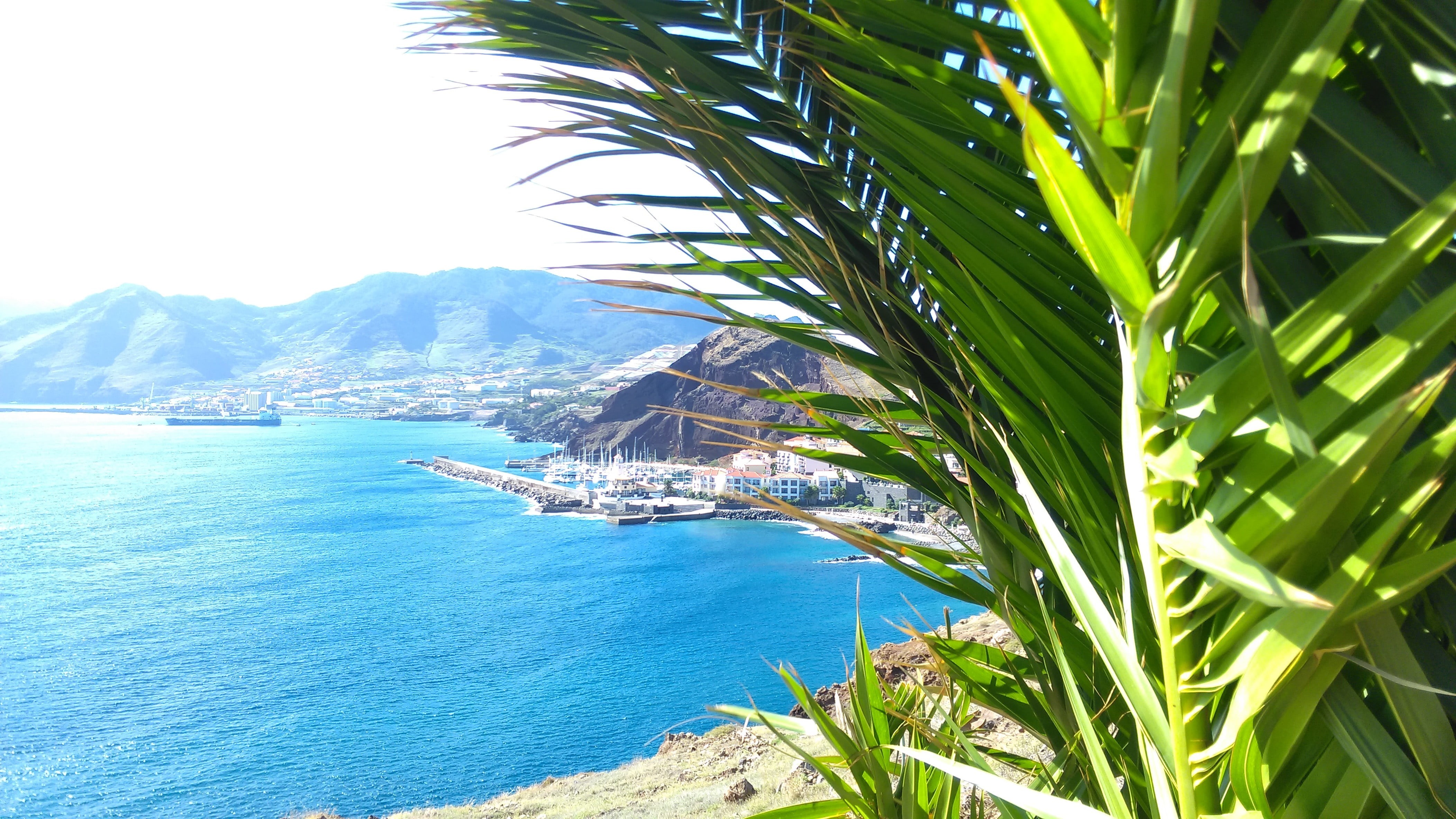 brown, scenics - nature, city, plant, green color, Portugal, outdoors, water, palm tree, sky, green, sea, growth, beach, palm leaf, no people, tree, palm trees, HD Wallpaper