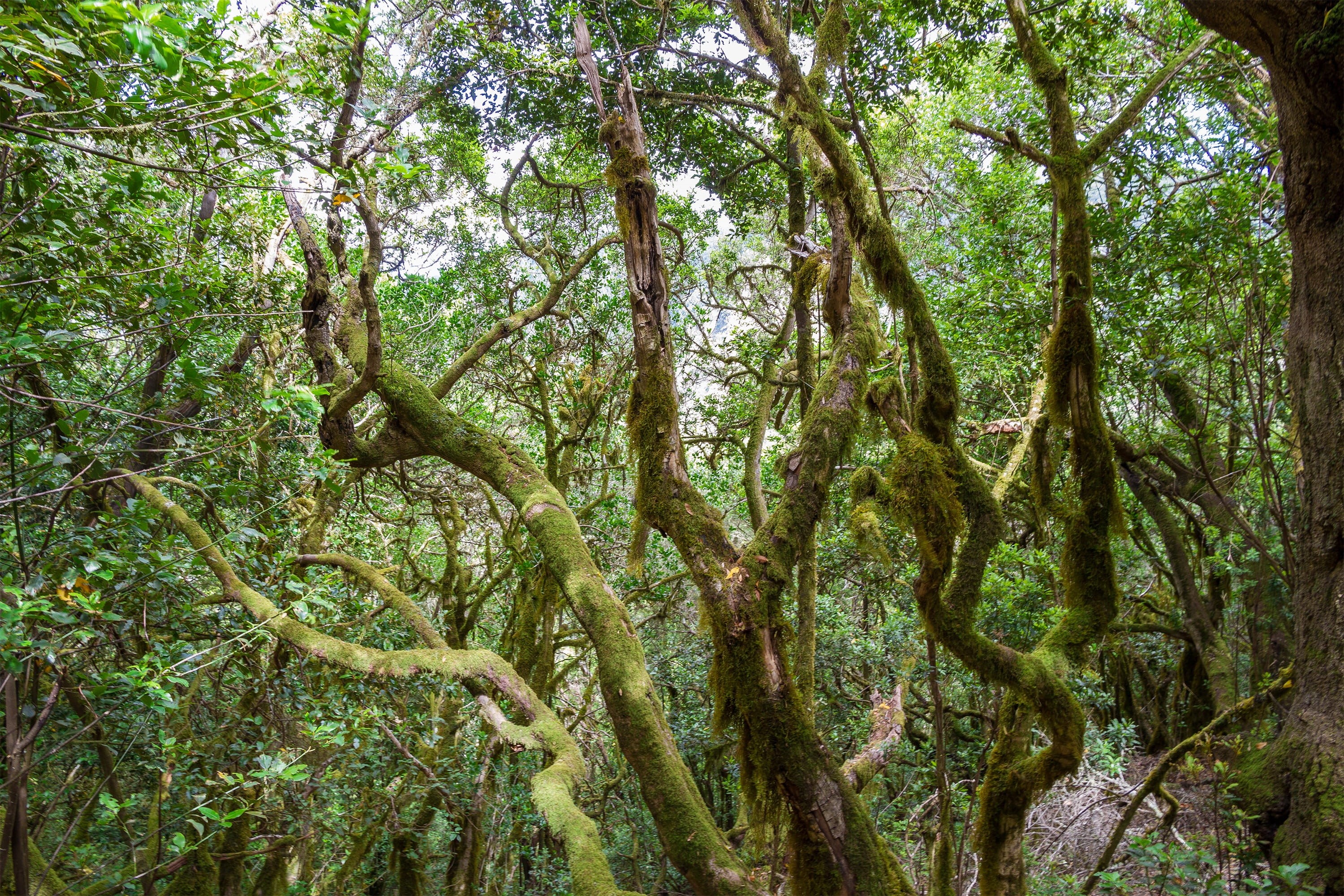 unesco, beauty in nature, tree trunk, branch, woodland, tree canopy, green color, world natural heritage, canary islands, bamboo - plant, no people, outdoors, HD Wallpaper