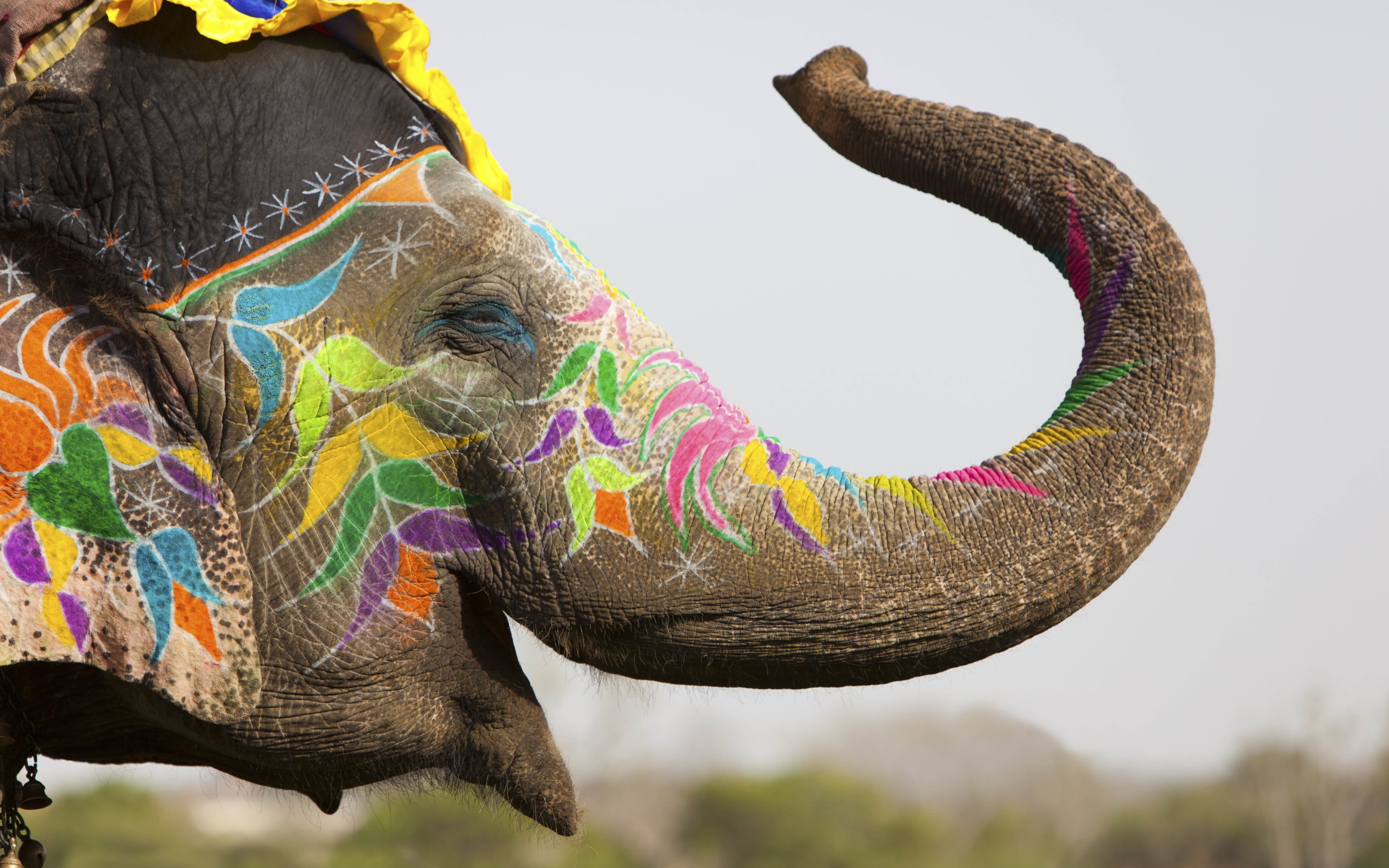 ornate, no people, tattoo, art and craft, domestic animals, focus on foreground, 4K, India, depth of field, one animal, animal trunk, floral pattern, asian elephant, HD Wallpaper
