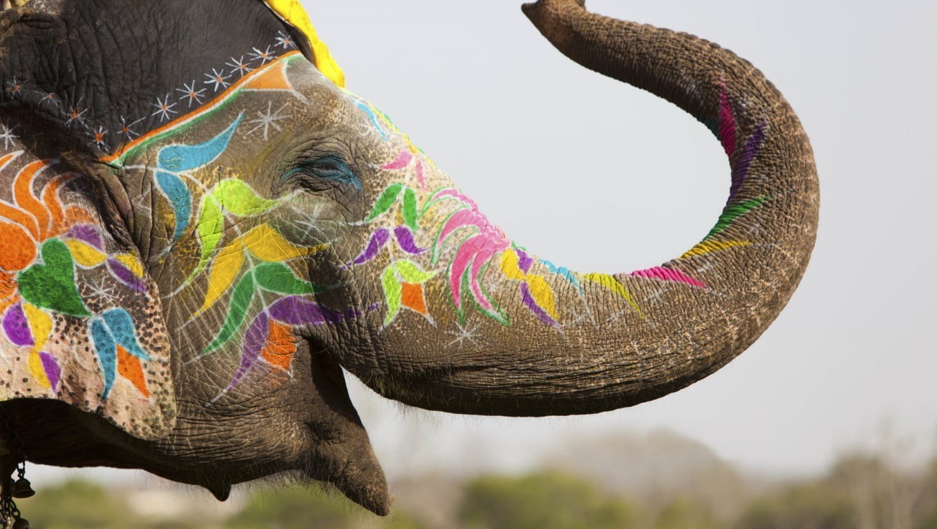 wildlife, Deepavali, happy, photography, domestic animals, depth of field, colorful, animal head, animal themes, vertebrate, outdoors, India, one animal, HD Wallpaper
