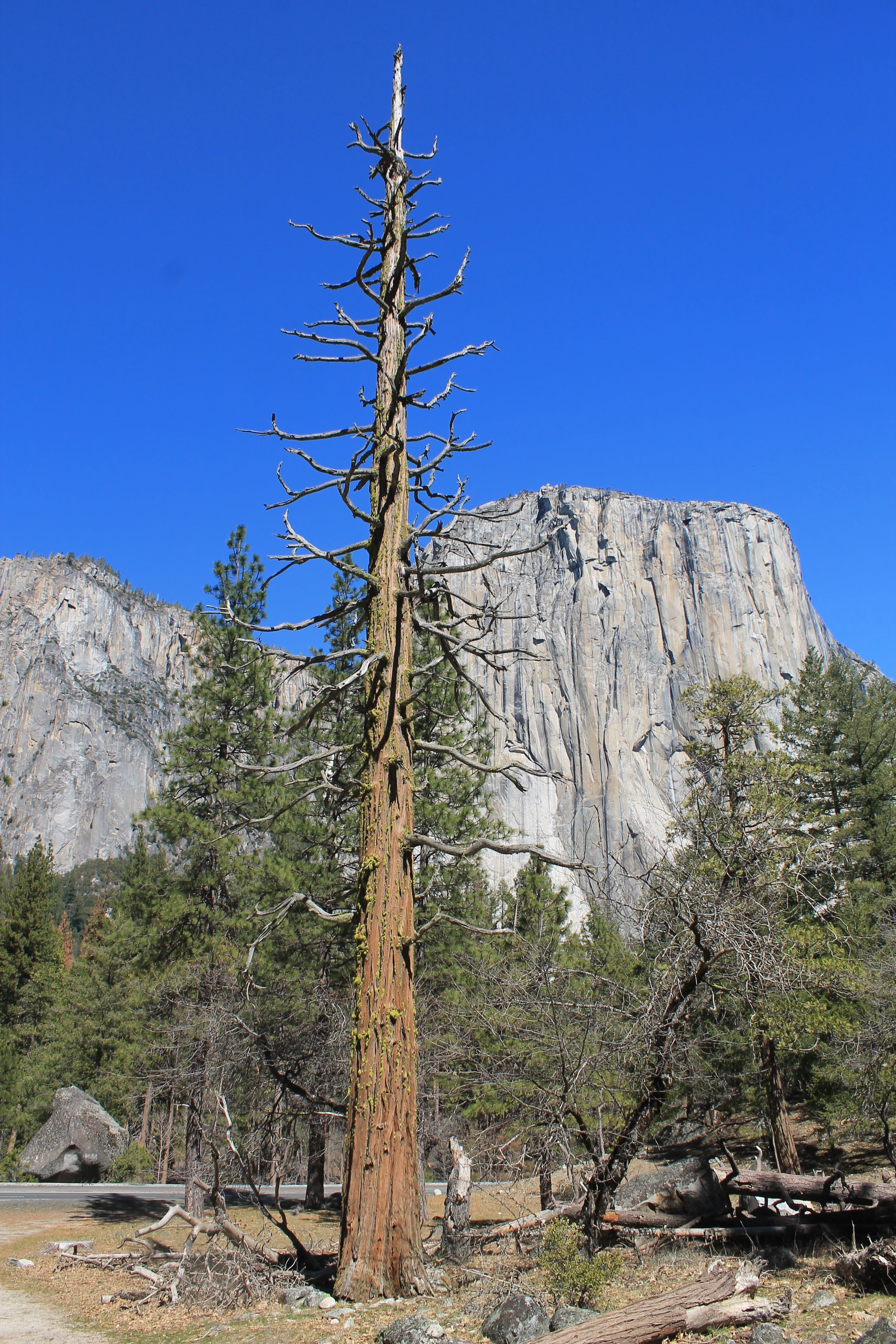 yosemite, tranquil scene, america, nature, pine tree, high, forest, day, outdoor, no people, river, climate, united, merced, stone, tree trunk, plant, formation, Phone HD Wallpaper
