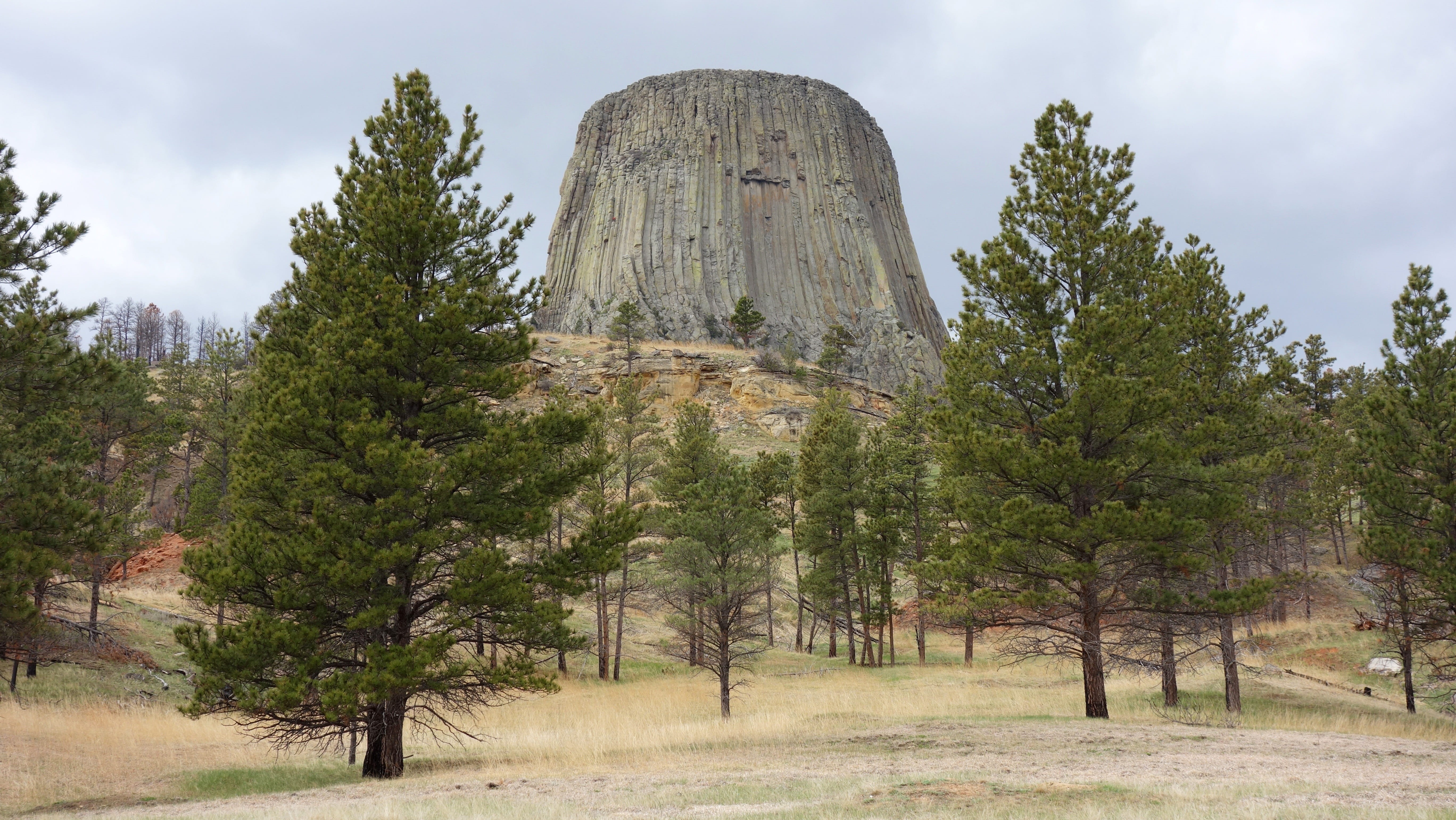 pine tree, travel destinations, day, america, nature, intrusive rock, outdoors, low angle view, 5K, non-urban scene, tree, erosion, national park, wyoming, HD Wallpaper