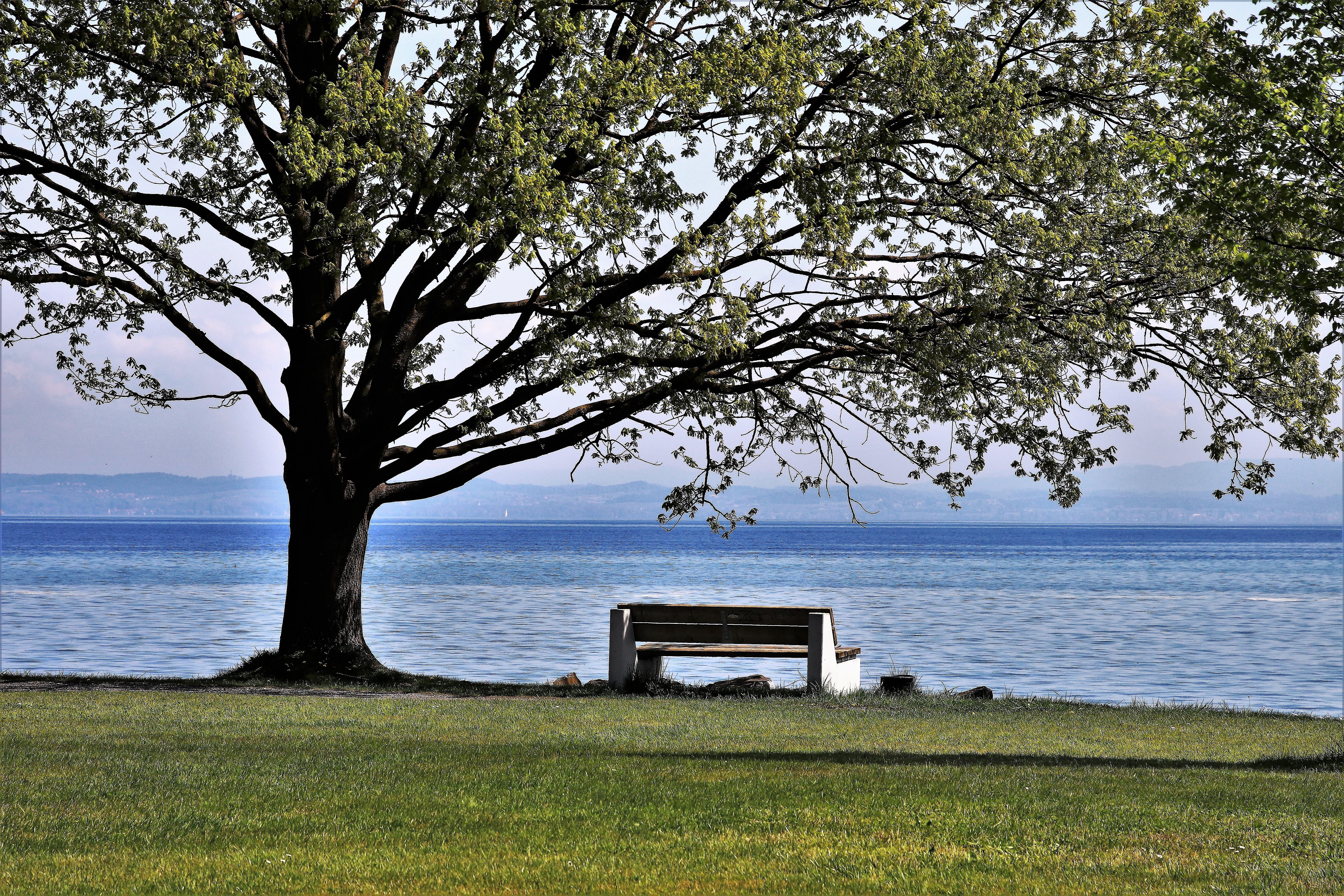 lawn, lake, plant, horizon, grass, idyllic, beauty in nature, sea, spacer, scenics - nature, horizon over water, bodensee, green, 5K, at the court of, HD Wallpaper