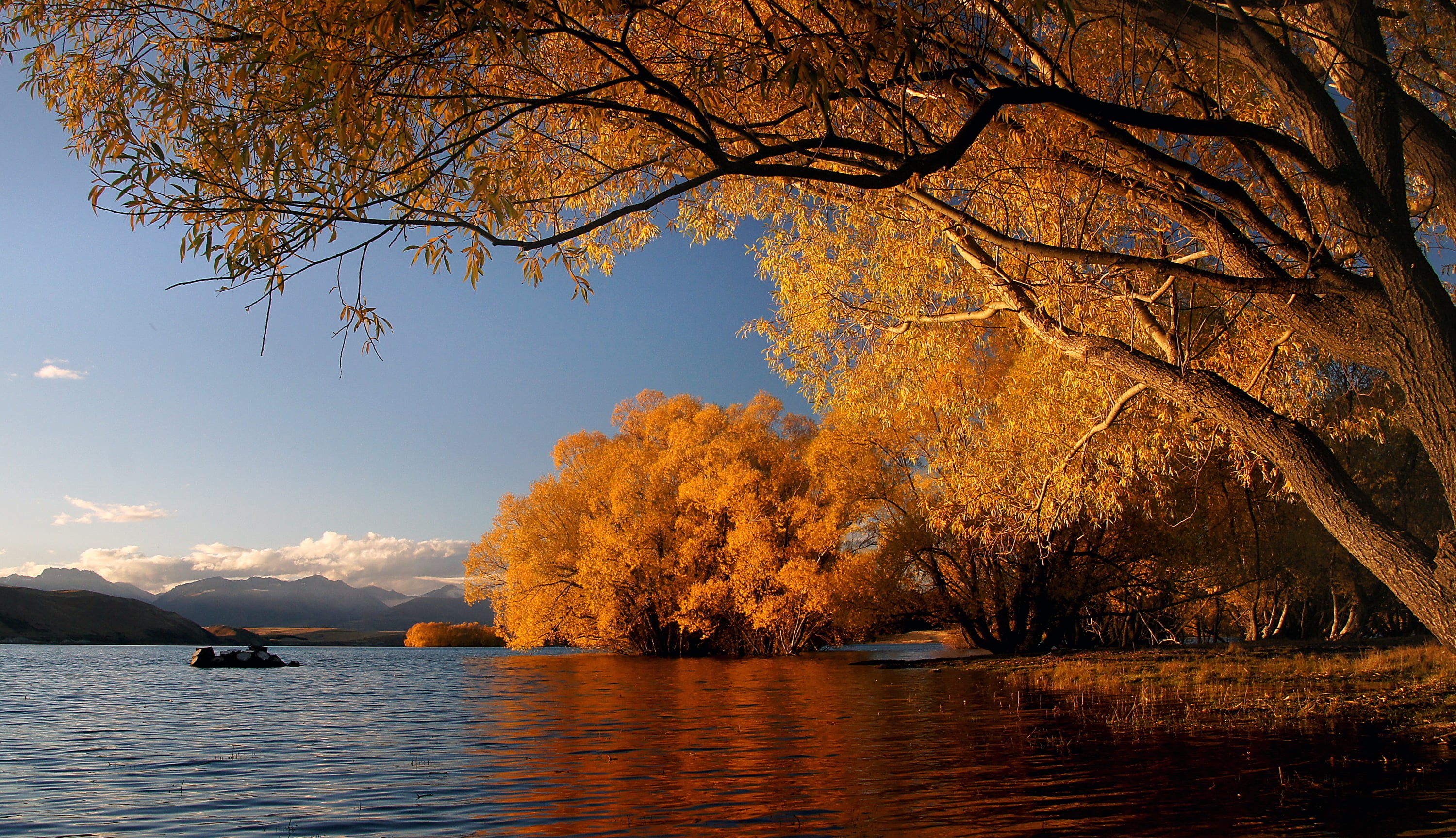 CC0, Lake  Tekapo, NZ, lake, scenics, trees, Lake Tekapo, nature, Autumn, river, water, Yellow, 2K, outdoors, Dedication, Fall, beauty In Nature, landscape, HD Wallpaper