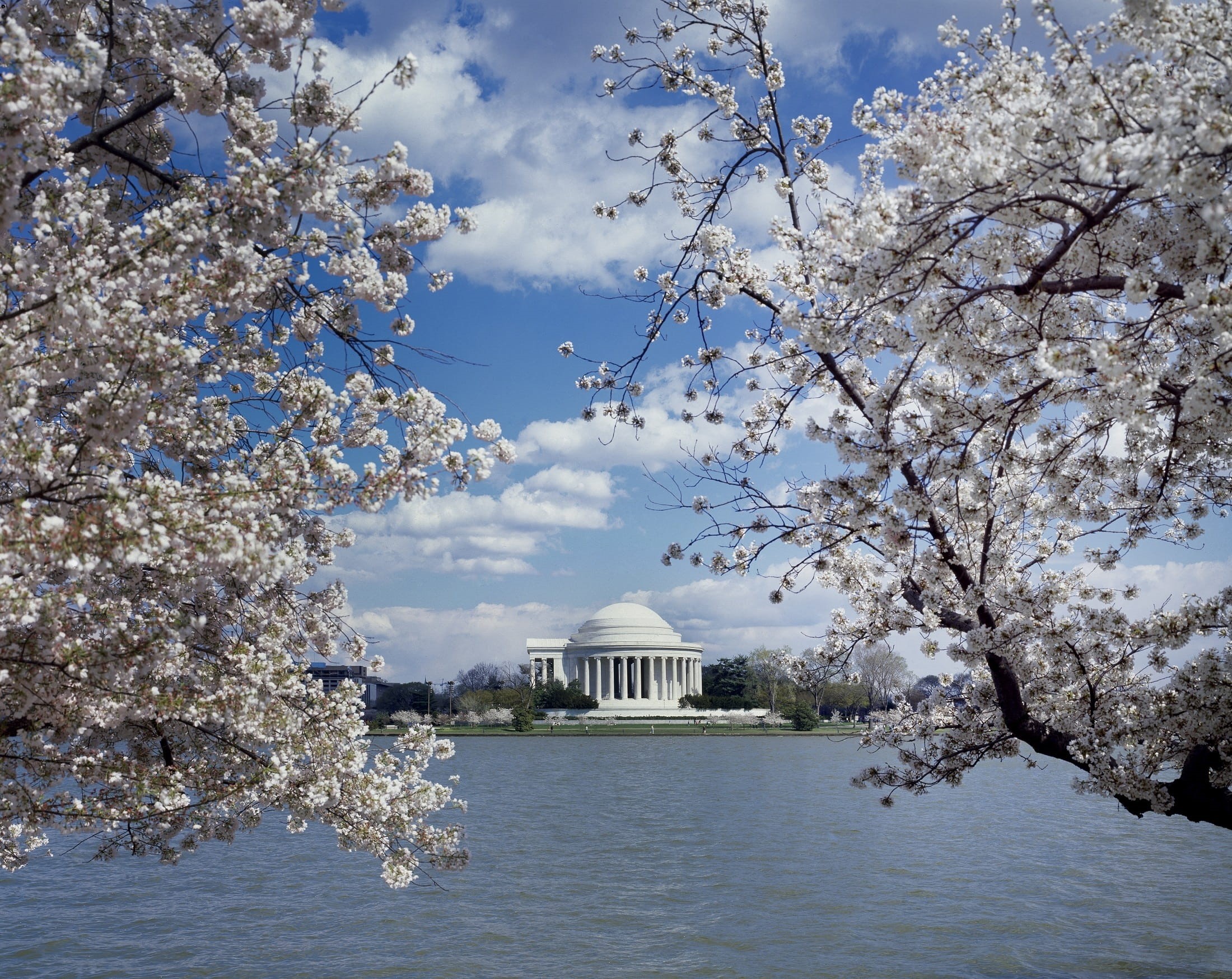 blossom, blooming, springtime, beauty in nature, travel destinations, growth, spring, basin, culture, architecture, Landmark, trees, 1080P, clouds, architectural column, HD Wallpaper