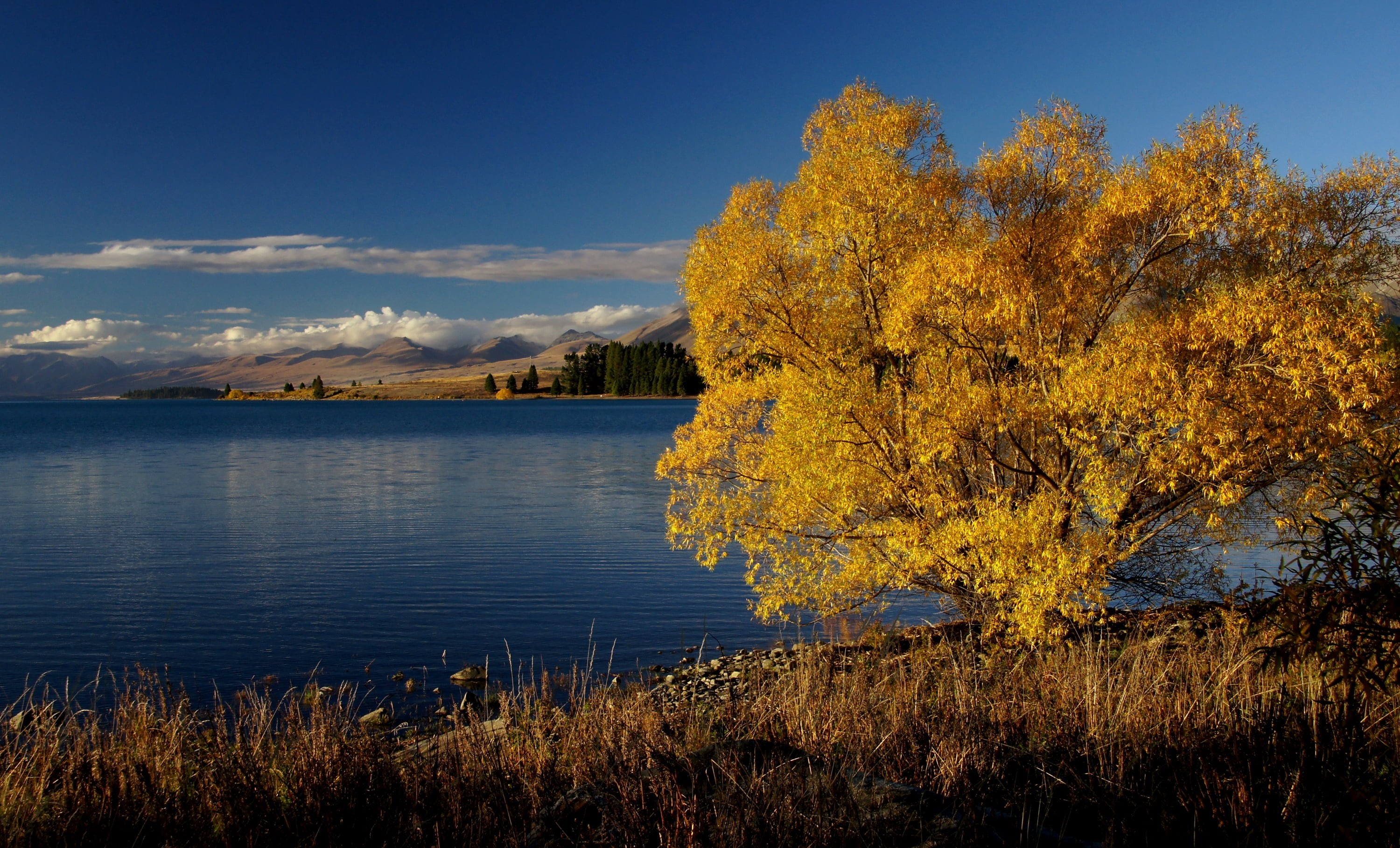 scenics, lake, Autumn, New Zealand, Dedication, tekapo, tree, sky, daytime, photos, near, outdoors, body, Lake Tekapo, geo tagged, leaf, Public Domain, HD Wallpaper