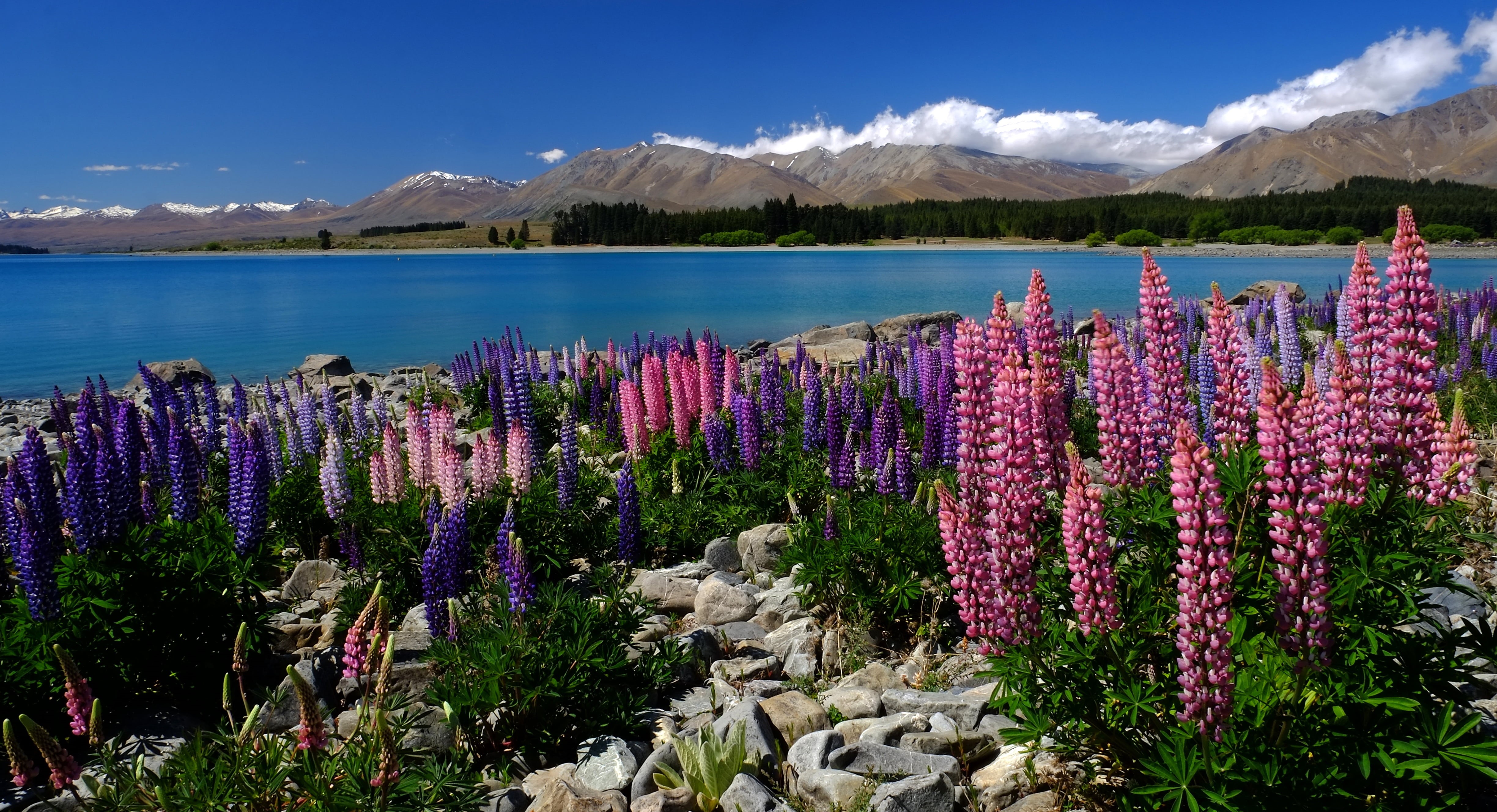 4K, flower, mountain, range, near, nature, purple, landscape, photography, summer, lupins, mountain Range, plants, pink, sky, lupine, blue, tekapo, lake, HD Wallpaper