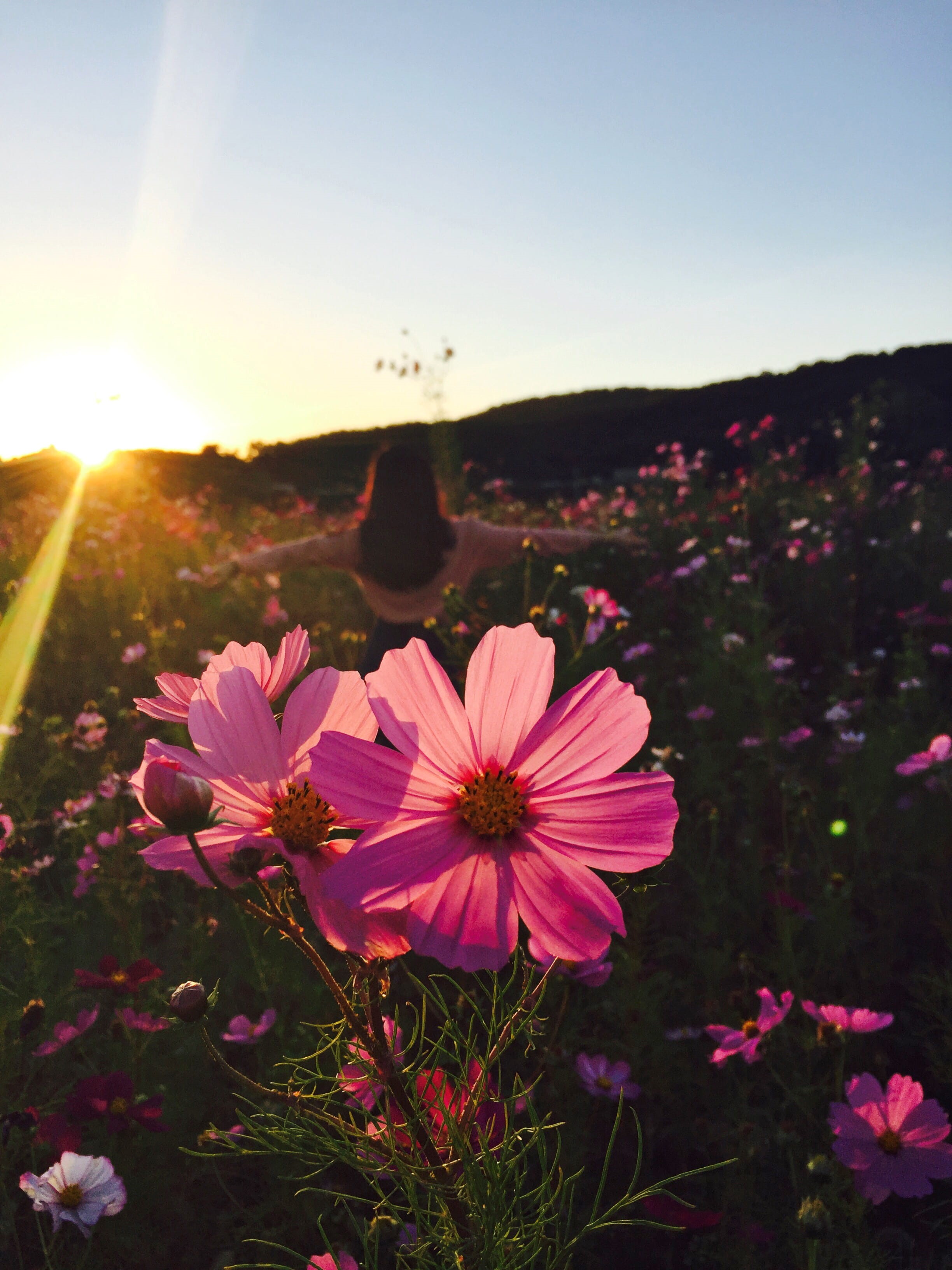 photo, nature, sun, sunset, landscape, cosmos Flower, blue, 2K, rural Scene, flowerbed, petal, inflorescence, outdoors, silhouette, plant, pink, across, Phone HD Wallpaper