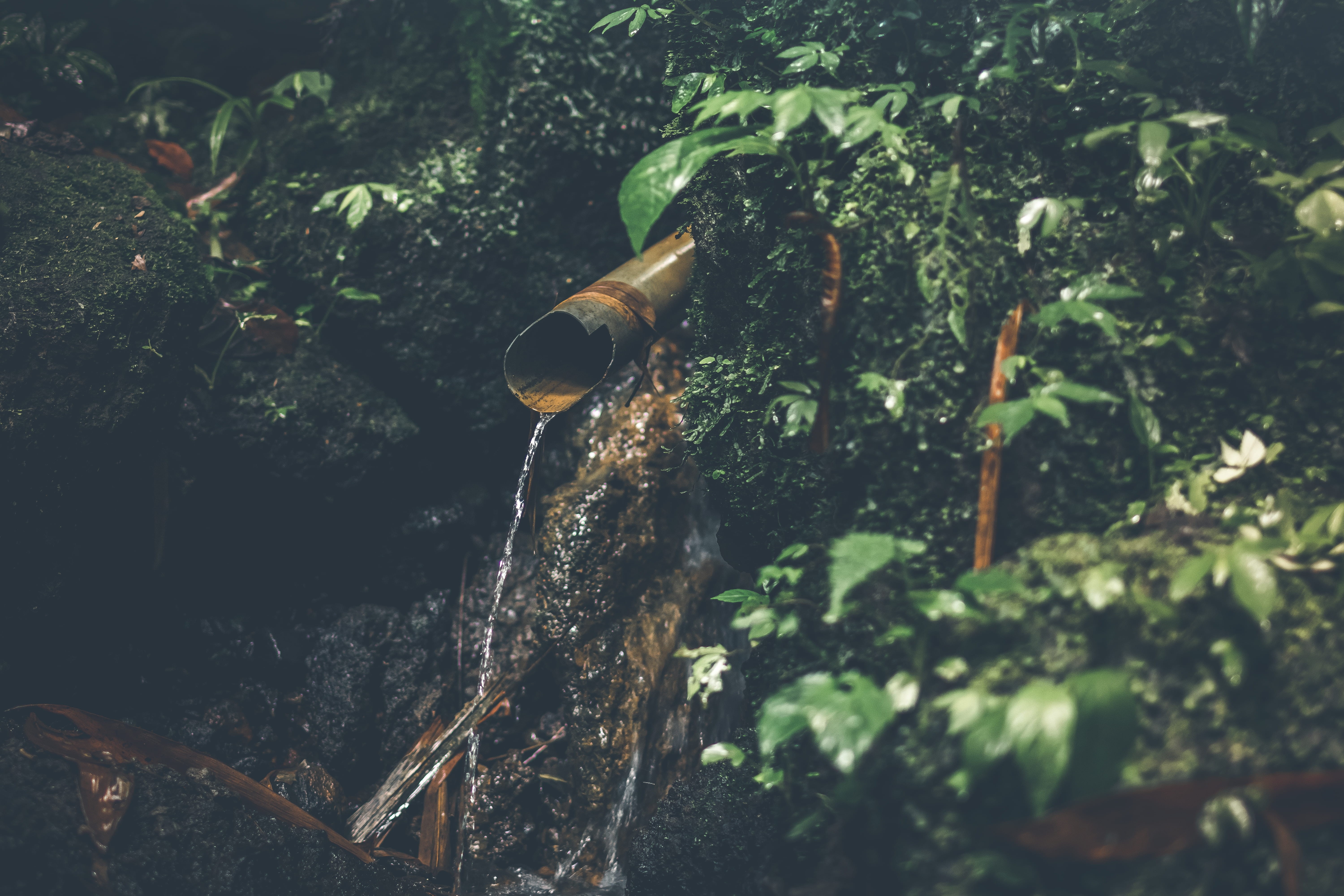 plant, falling water, pipe, drop, running water, beauty, falling, no people, lush, branch, nature, landscape, daylight, surrounded, flowing water, trunk, HD Wallpaper