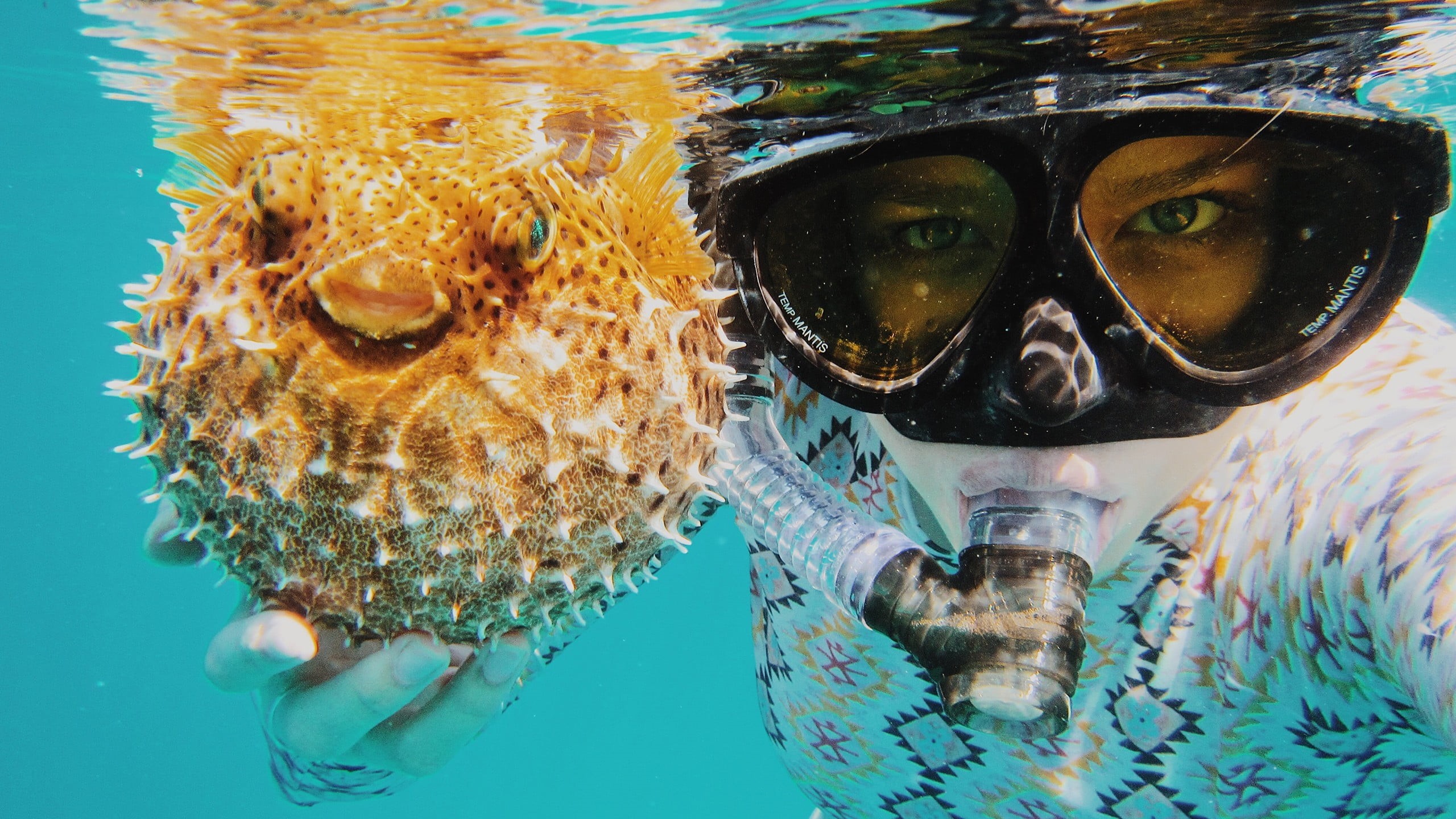 animals in the wild, snorkeling, sea, swimming pool, portrait, glass, two, blowfish, marine, one person, water, nature, holders, animal wildlife, close-up, HD Wallpaper