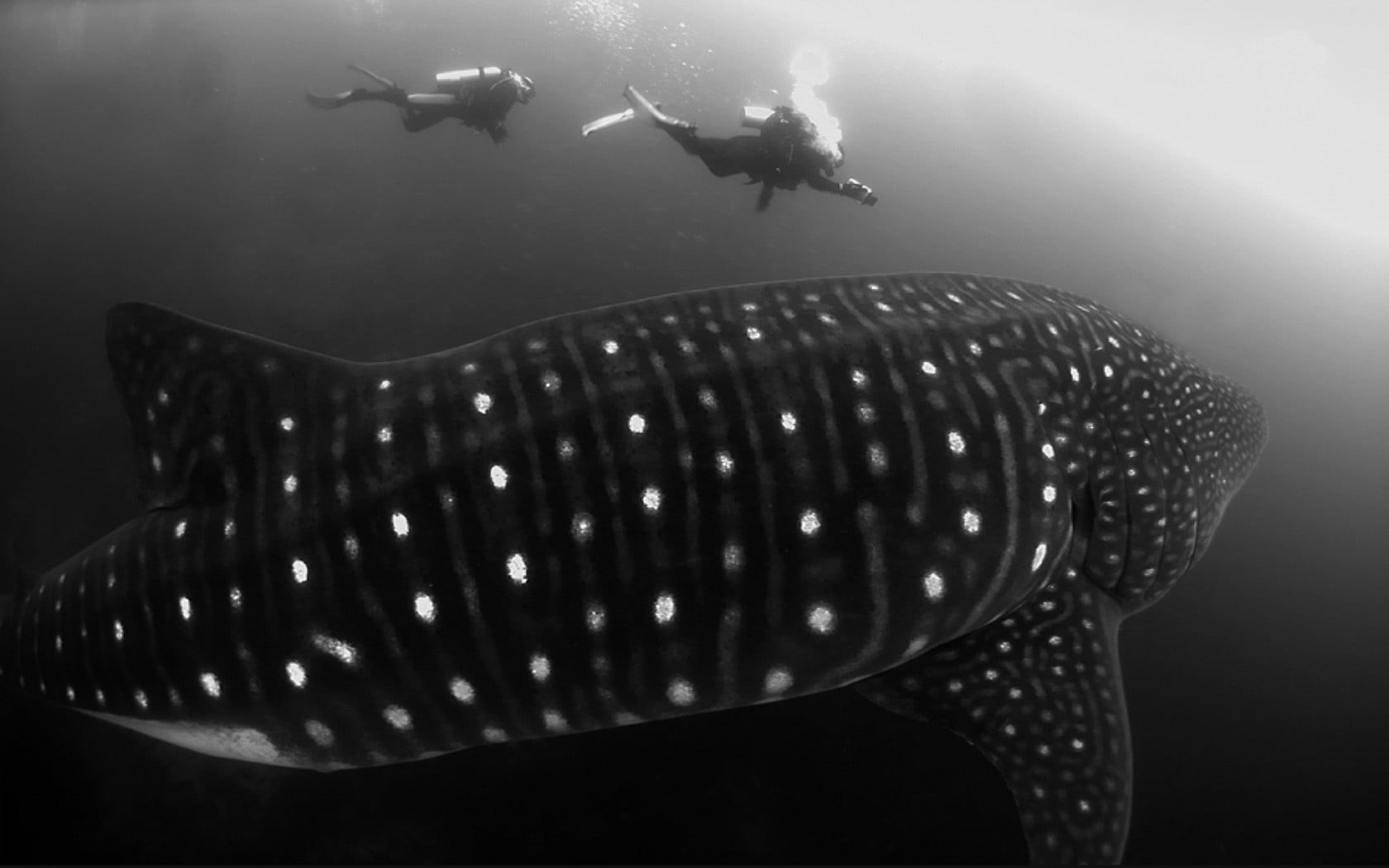 aqualung - diving equipment, people, greyscale, two, aquatic sport, monochrome, animal themes, filming, big, animals, divers, undersea, sea life, animals in the wild, HD Wallpaper
