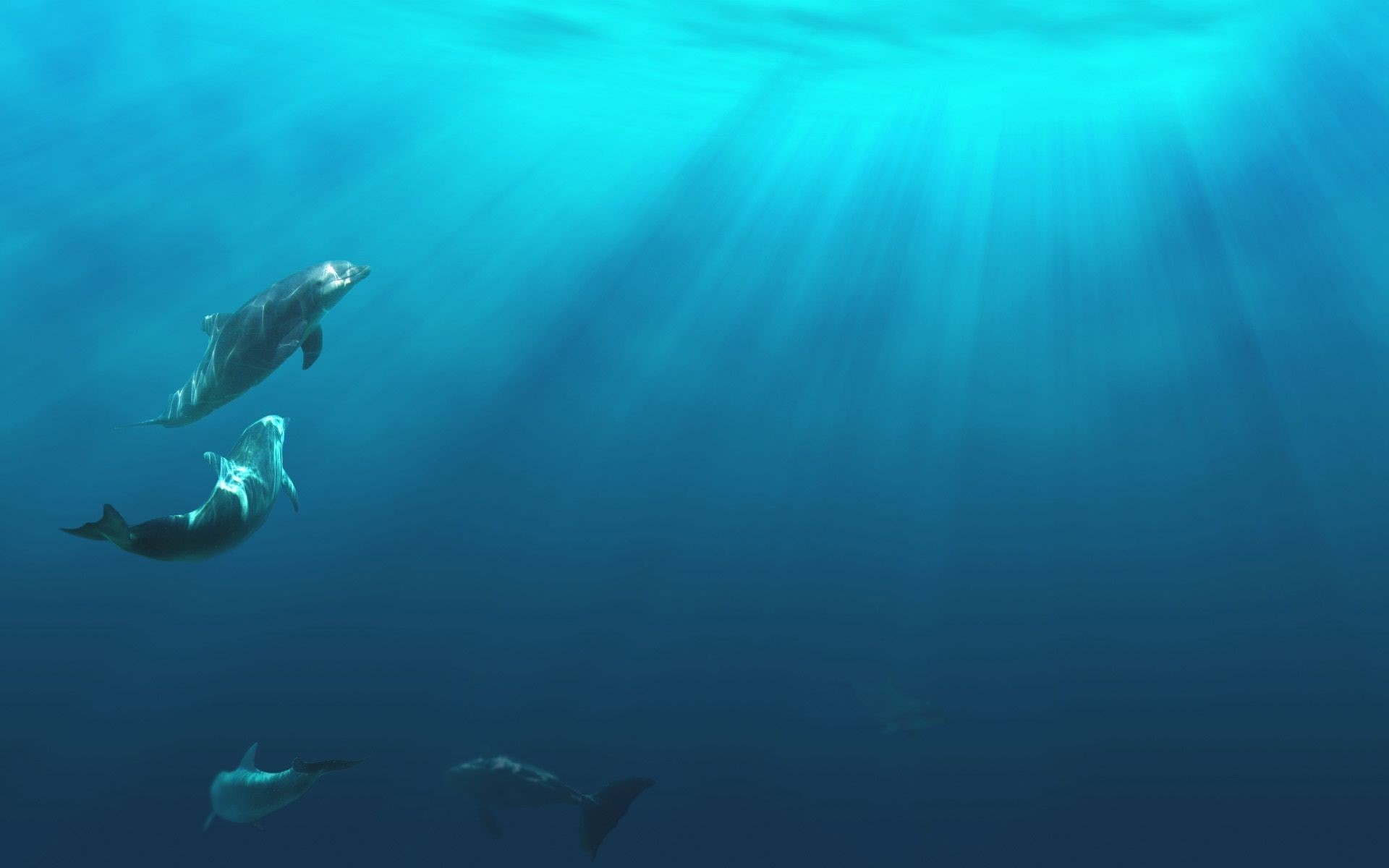 animal, leisure activity, sport, nature, 1080P, one person, outdoors, adventure, animals in the wild, lifestyles, underwater, undersea, sea, aquatic sport, HD Wallpaper