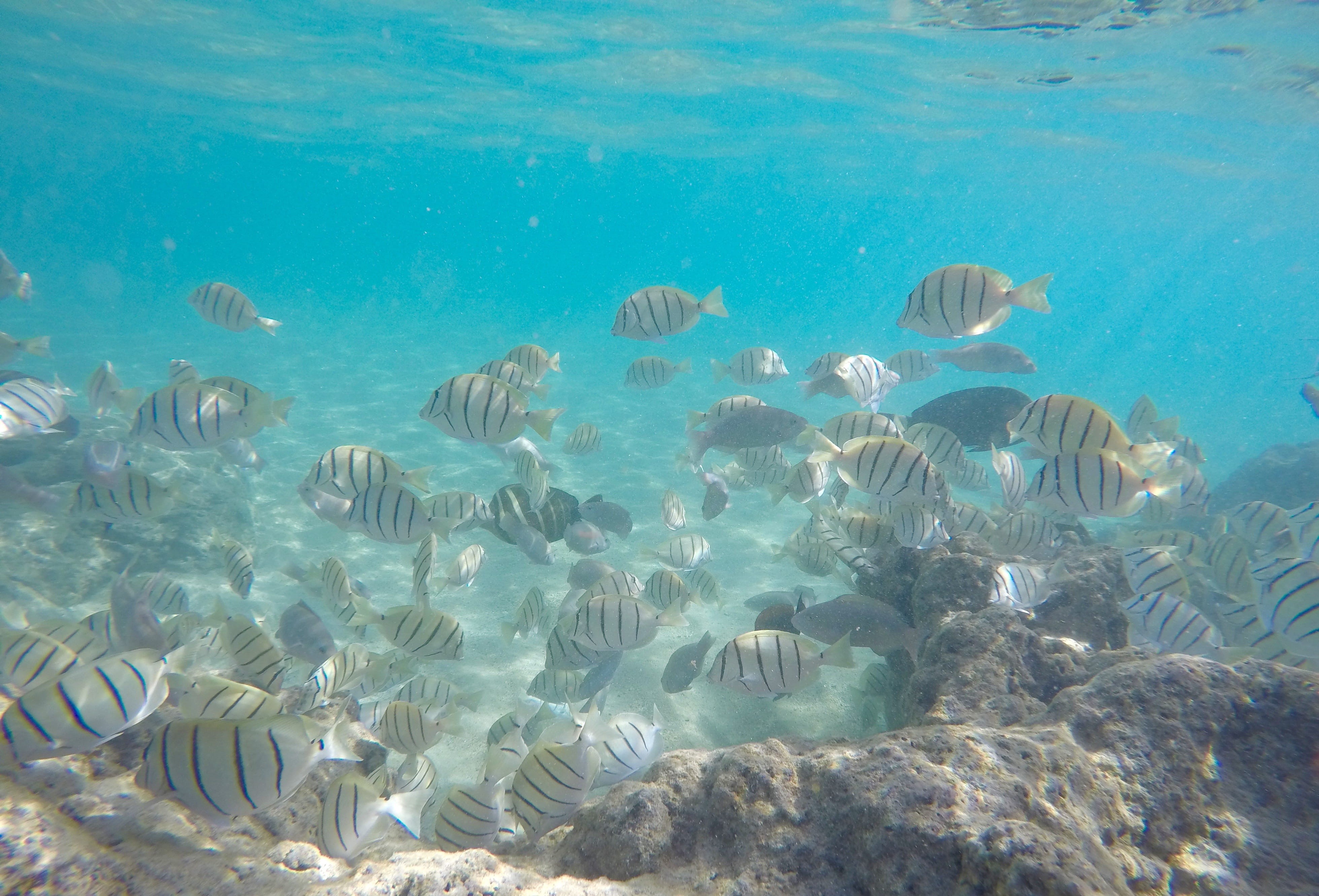 4K, water, group of animals, no people, animal themes, ecosystem, invertebrate, Scuba, animal wildlife, snorkeling, sea, coral reef, school of fish, Underwater, HD Wallpaper