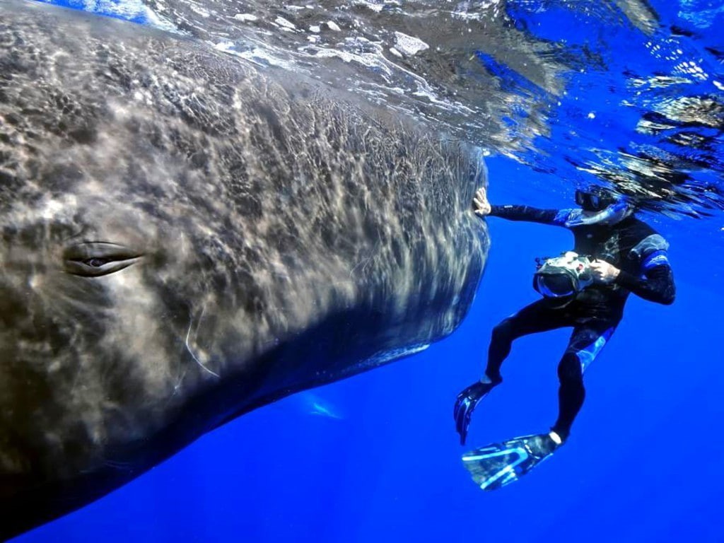 whale, underwater, animal wildlife, snorkeling, one person, 480P, scuba diving, underwater diving, marine, sea, Sperm Whale, animals in the wild, aquatic sport, HD Wallpaper