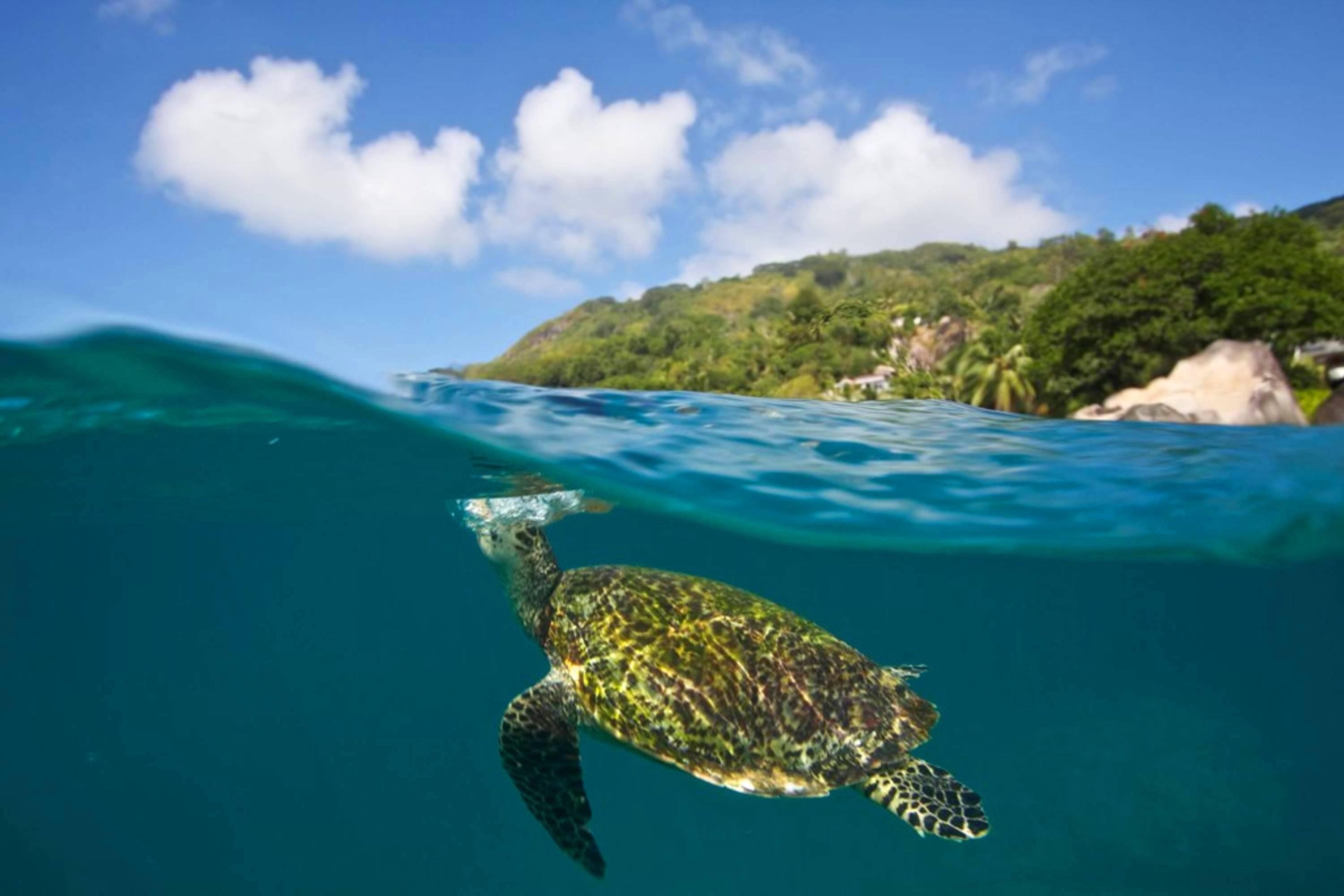 lagoon, 2K, snorkel, south-pacific, blue, marine, beach, polynesia, sea, turtle, exotic, island, tropical, underwater, islands, brown, HD Wallpaper