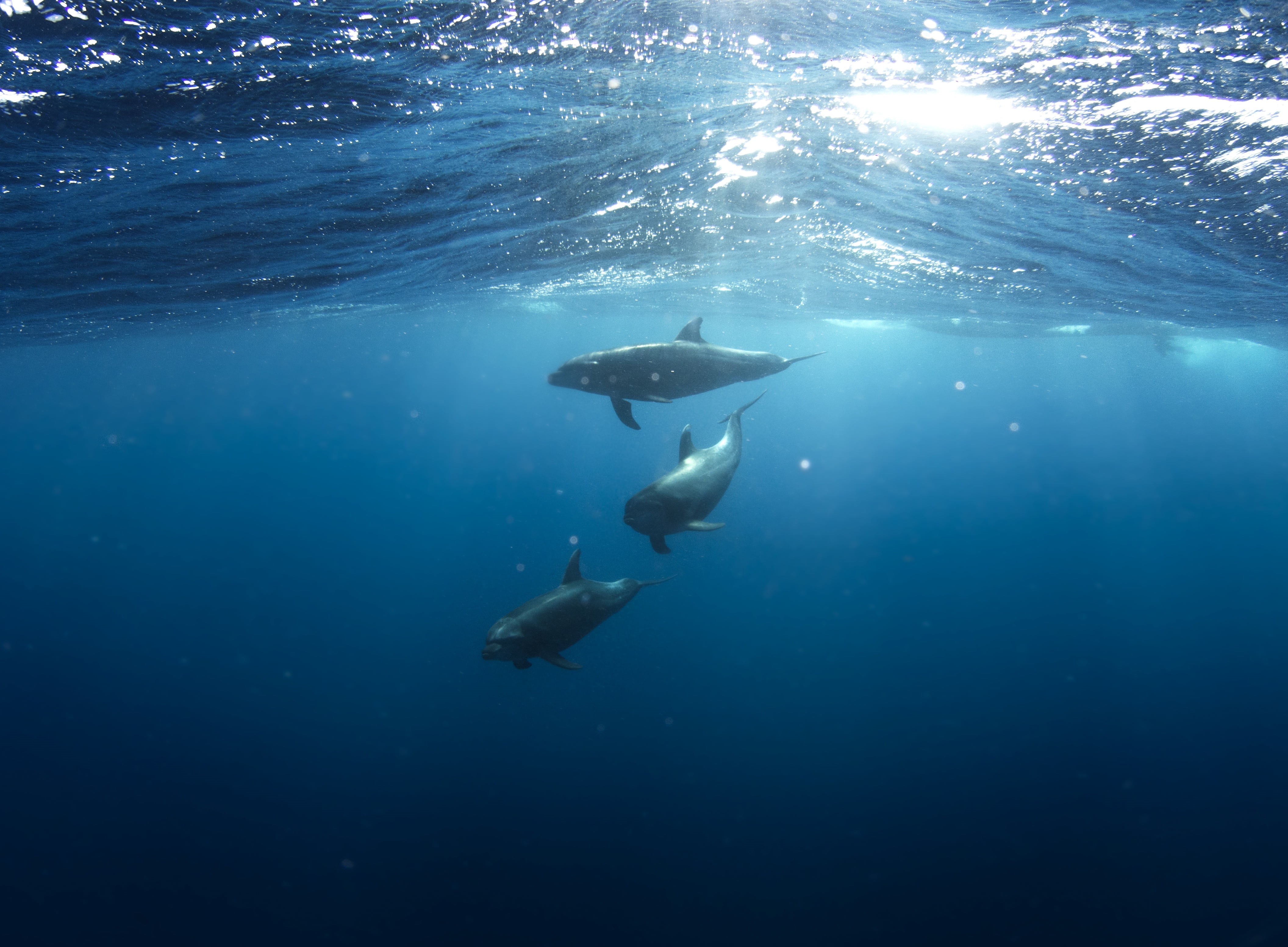 diving flipper, 4K, dolphins, exploration, one person, sea, unrecognizable person, deep, blue, sea life, aquatic sport, killer, water, marine, undersea, HD Wallpaper
