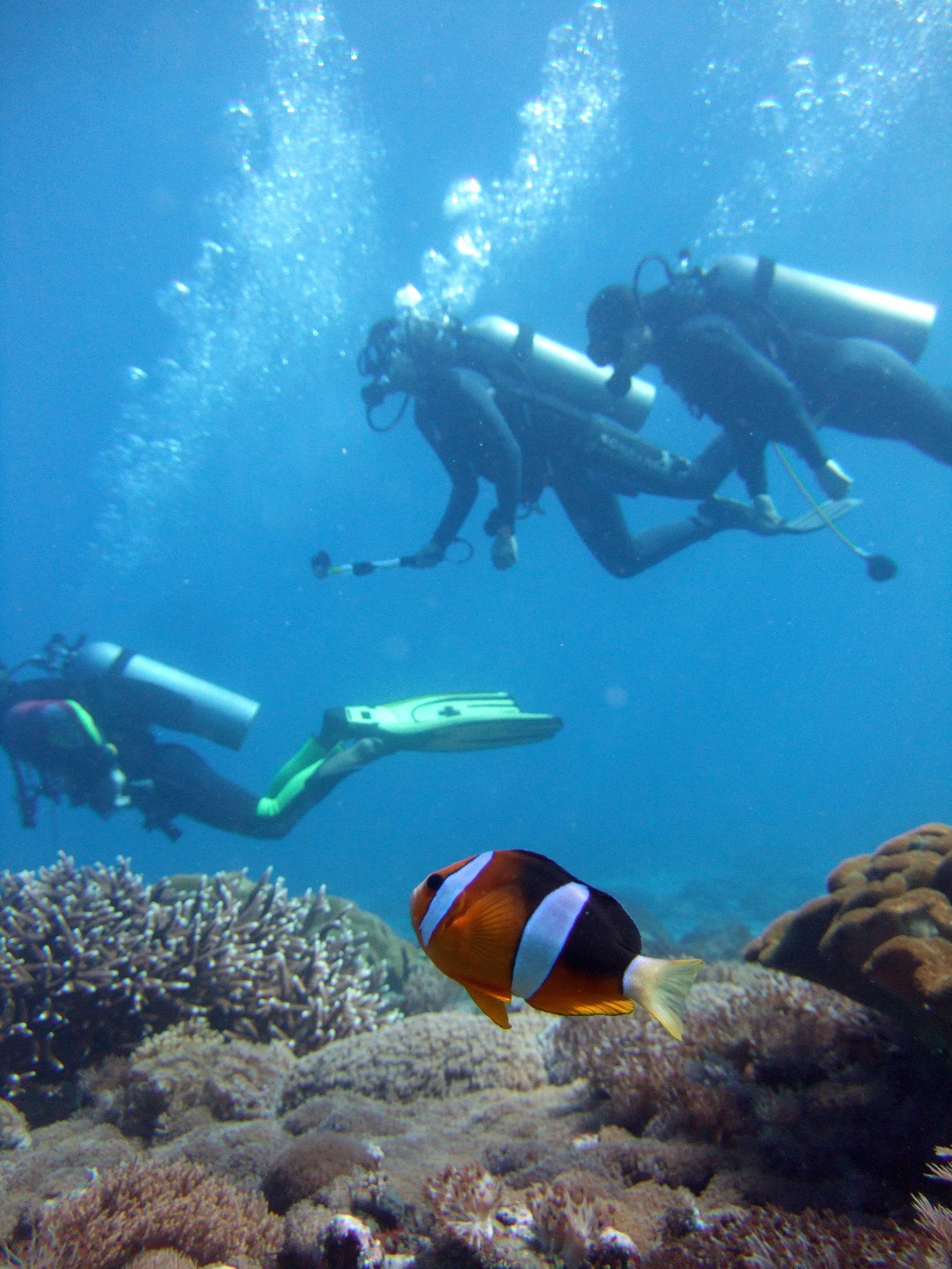clown, diving suit, nature, exploration, mid adult, clown fish, adventure, adult, nemo, animal wildlife, sea life, animals in the wild, sea, mid adult men, Phone HD Wallpaper