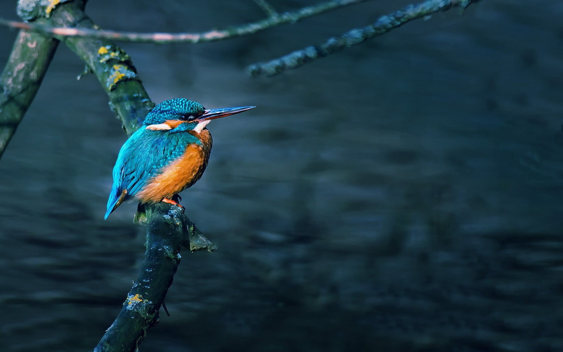 birds, red, stick - plant part, 1080P, perching, animal, animals, kingfisher, animal themes, water, day, women, beauty in nature, turquoise colored, focus on foreground, HD Wallpaper