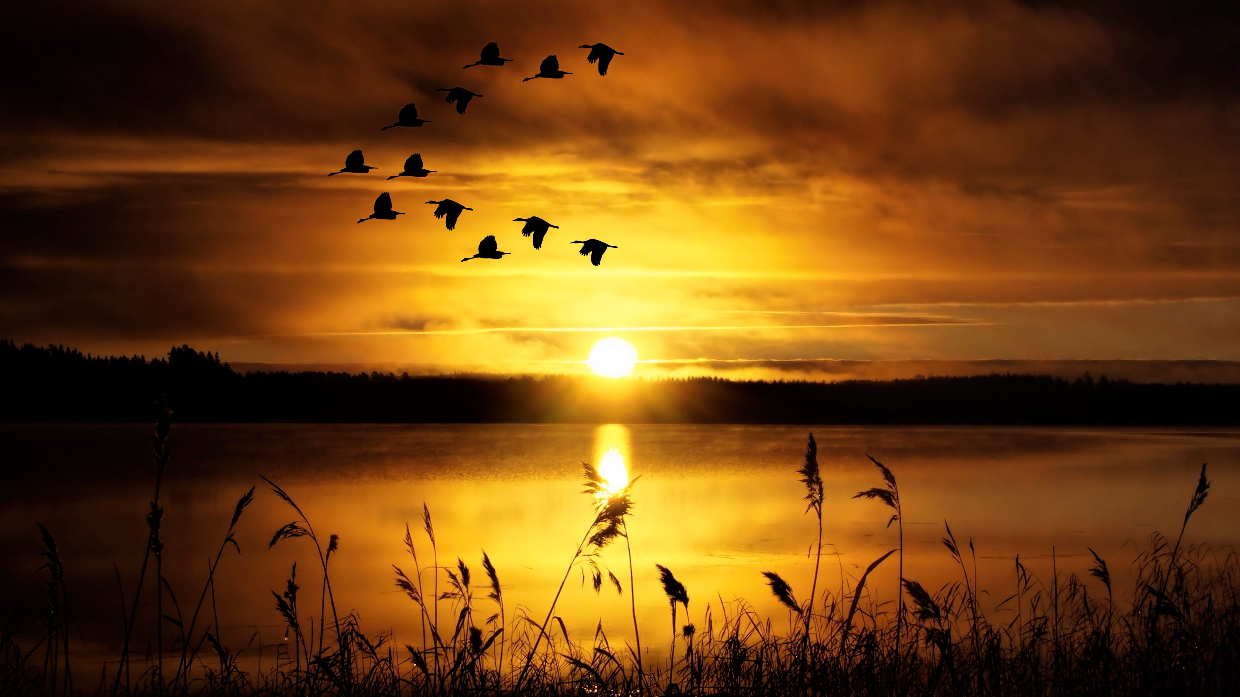 animal wildlife, sunset, outdoors, animal, birds, animals in the wild, no people, flock of birds, sky, slihouette, bird, evening sky, lake, abendstimmung, HD Wallpaper