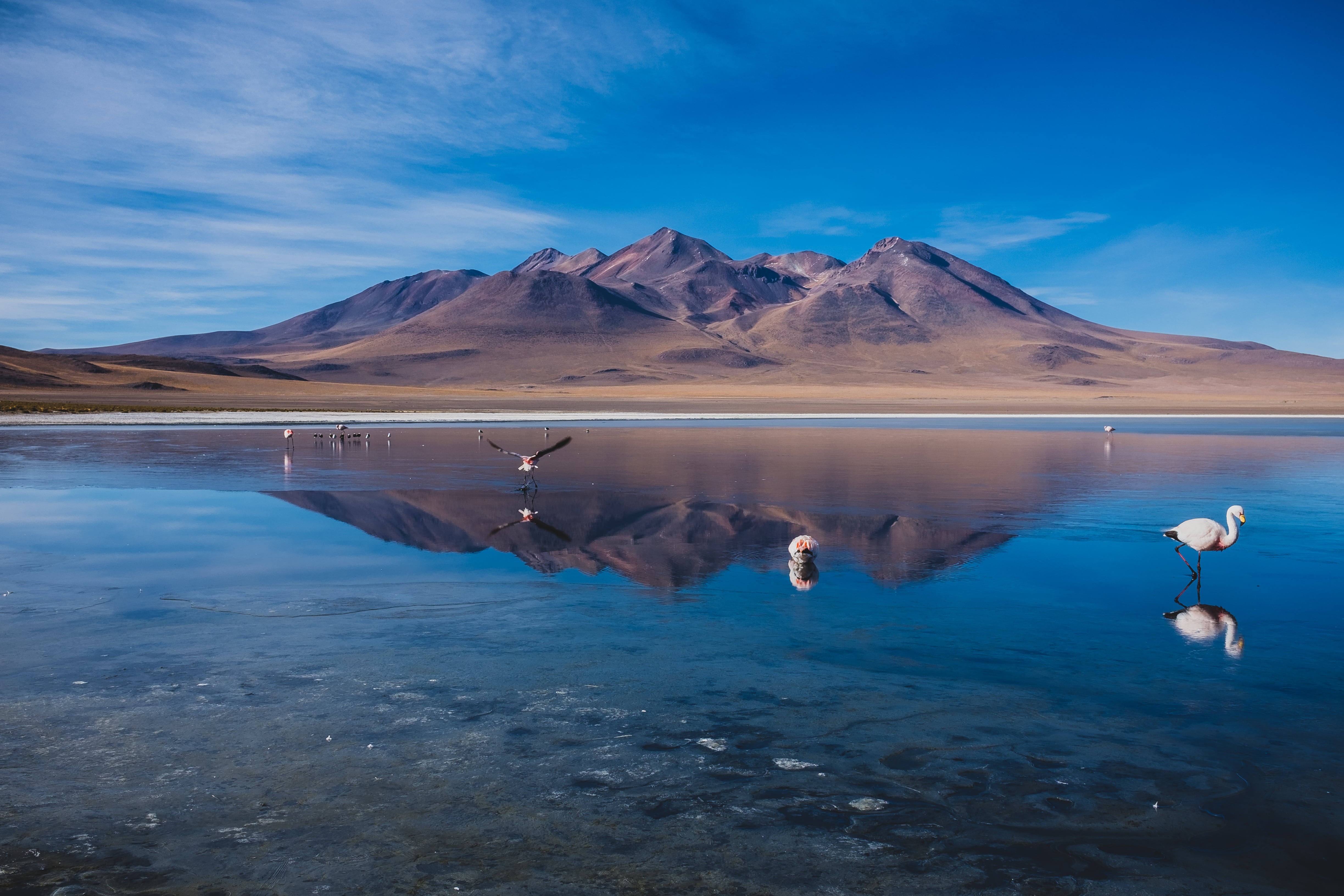 sky, laguna, travel, cloudy, google, landscape, infront, bolivia, cool, 500px, daytime, blue, body, flamingos, birds, body of water, blue sky, 4K, flickr, HD Wallpaper