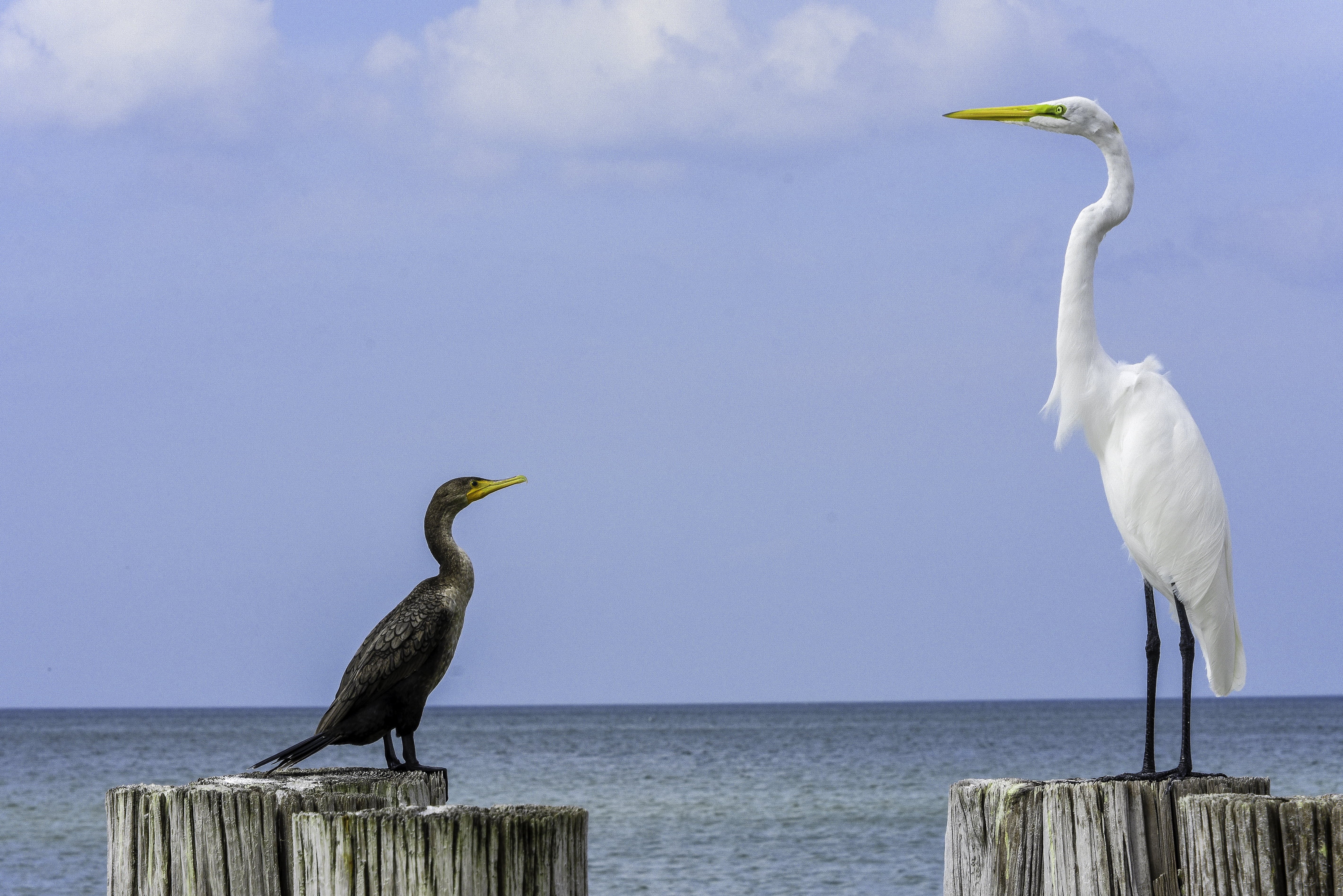 near, cloud, sky, wildlife, ocean, black  white, 5K, blue sea, brown, wood, Ebony and Ivory, bird, animal, infront, Flamingo, nature, avian, white, black bird, HD Wallpaper