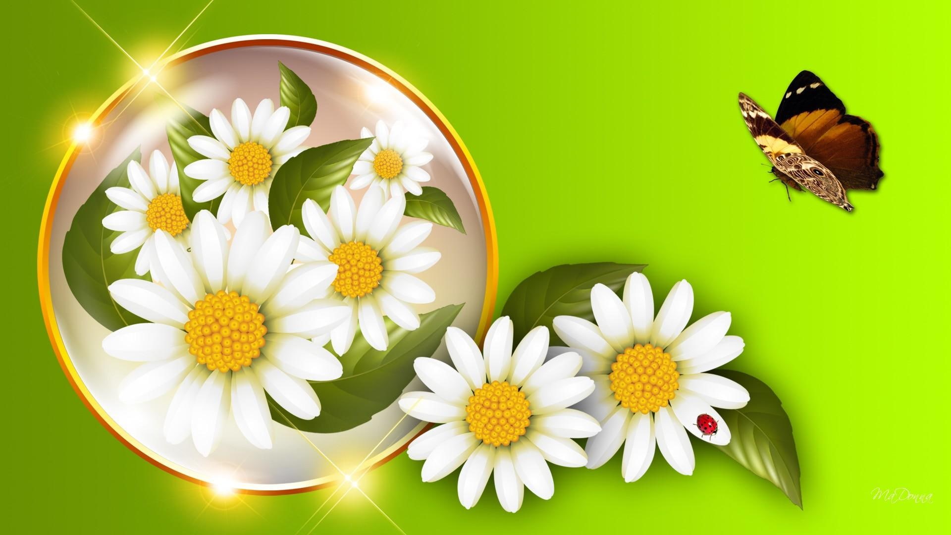 stars, shasta, daisy, shine, 1080P, spring, sparkle, leaves, orb, lady bug, butterfly, daisies, fresh, green, bright, HD Wallpaper