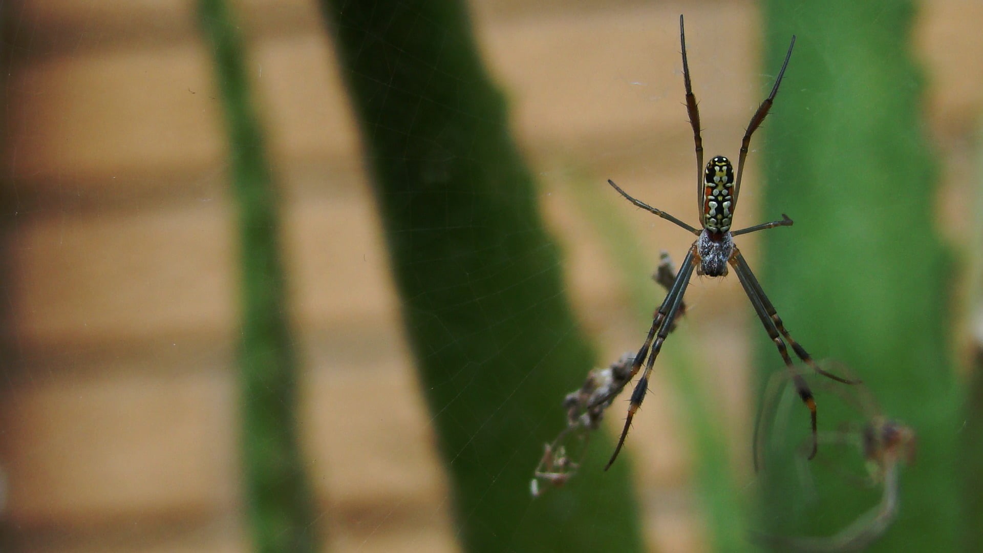 outdoors, insect, animal body part, macro, no people, animal wildlife, focus on foreground, day, 1080P, silk, one animal, spider, close-up, fragility, HD Wallpaper
