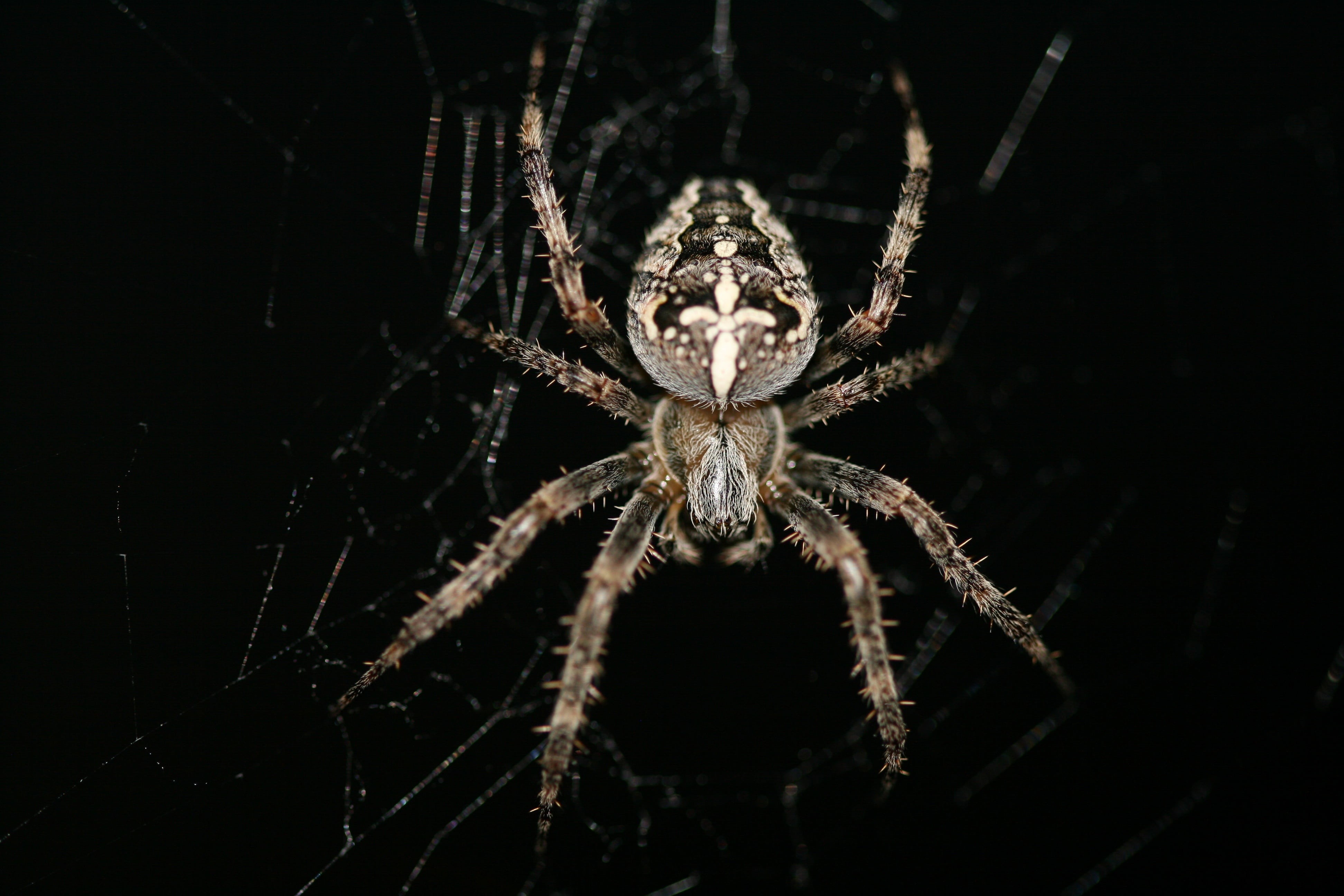 spider web, luminosity, arachnid, arthropod, macro, animal body part, no people, studio shot, animals in the wild, zoology, close-up, one animal, animal wildlife, HD Wallpaper