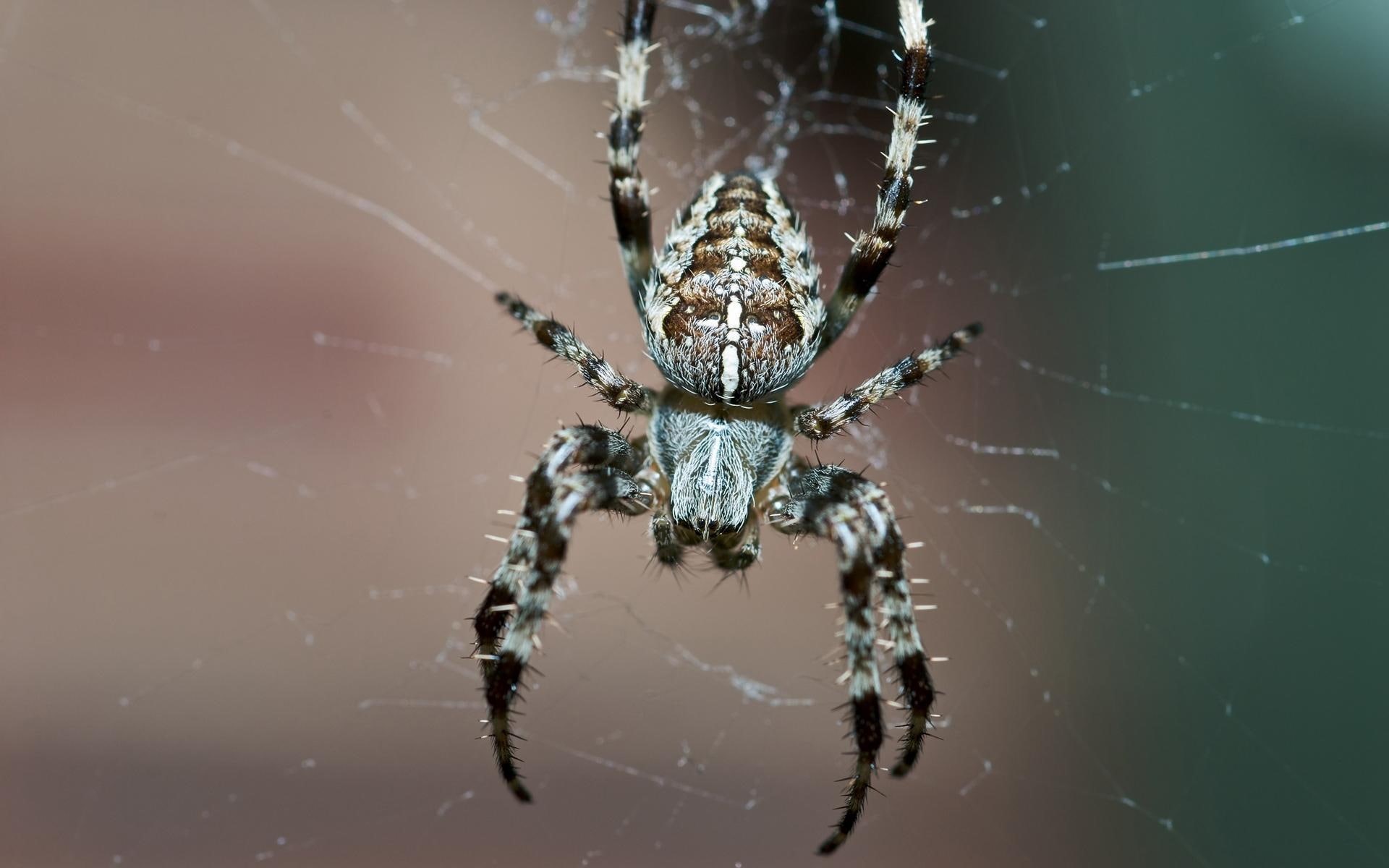 weaver, insect, nature, tan, 1080P, brown, animals, white, spider, orb, spider halloween, HD Wallpaper