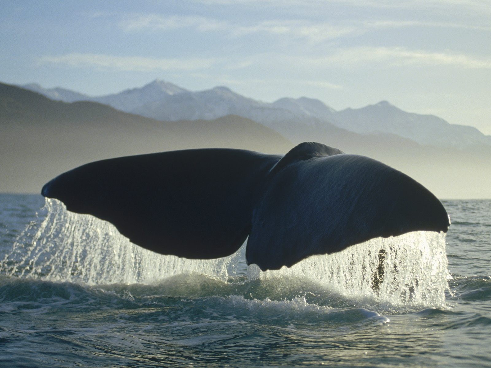 marine, mammal, mountain, 720P, animal, water, aquatic mammal, animals, underwater, animal themes, whale, sea life, tail fin, outdoors, no people, one animal, HD Wallpaper
