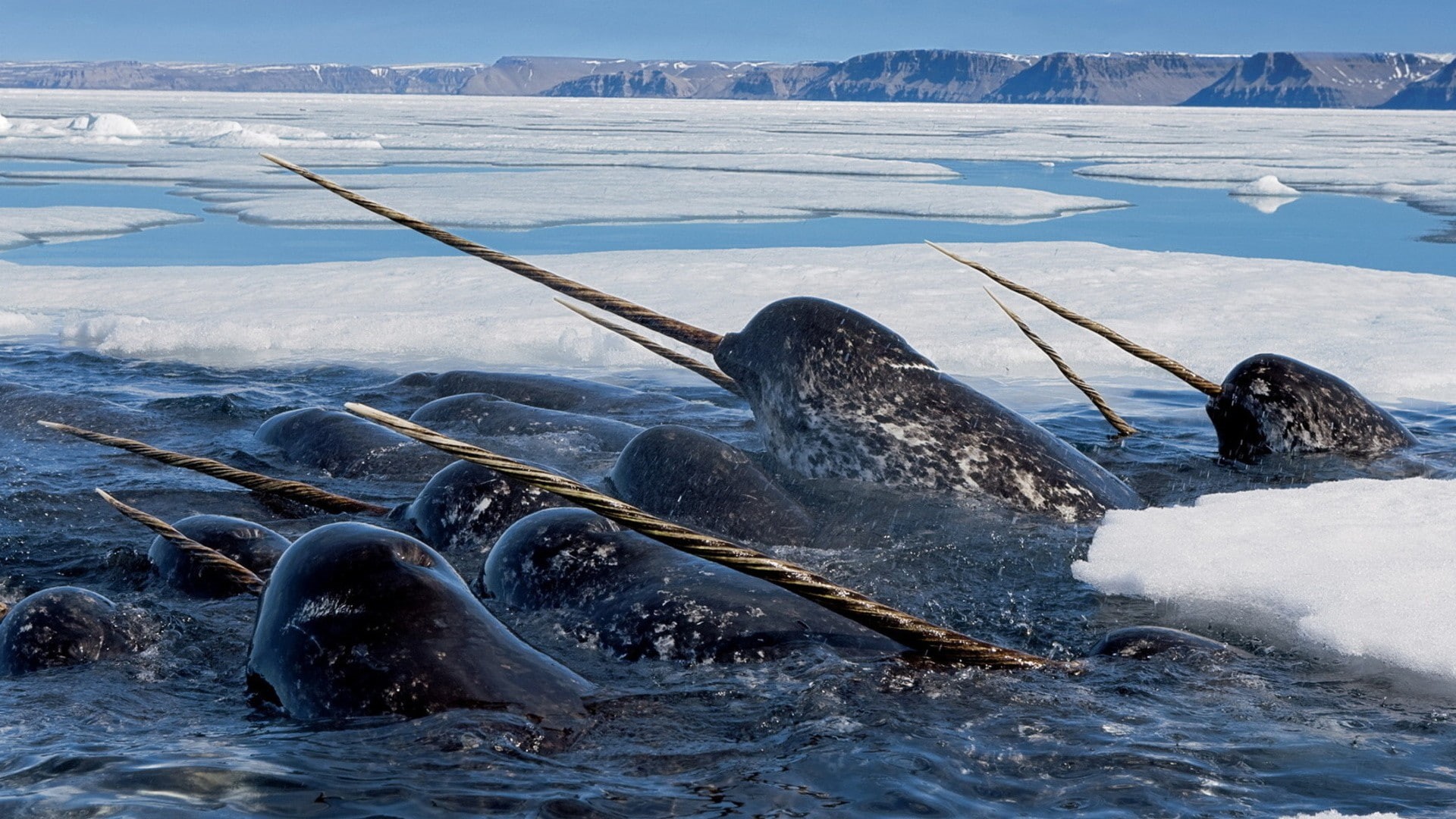 1080P, seal - animal, marine, wildlife, no people, sea, outdoors, cold temperature, mammal, snow, vertebrate, animal, animal themes, whale, animals, winter, HD Wallpaper