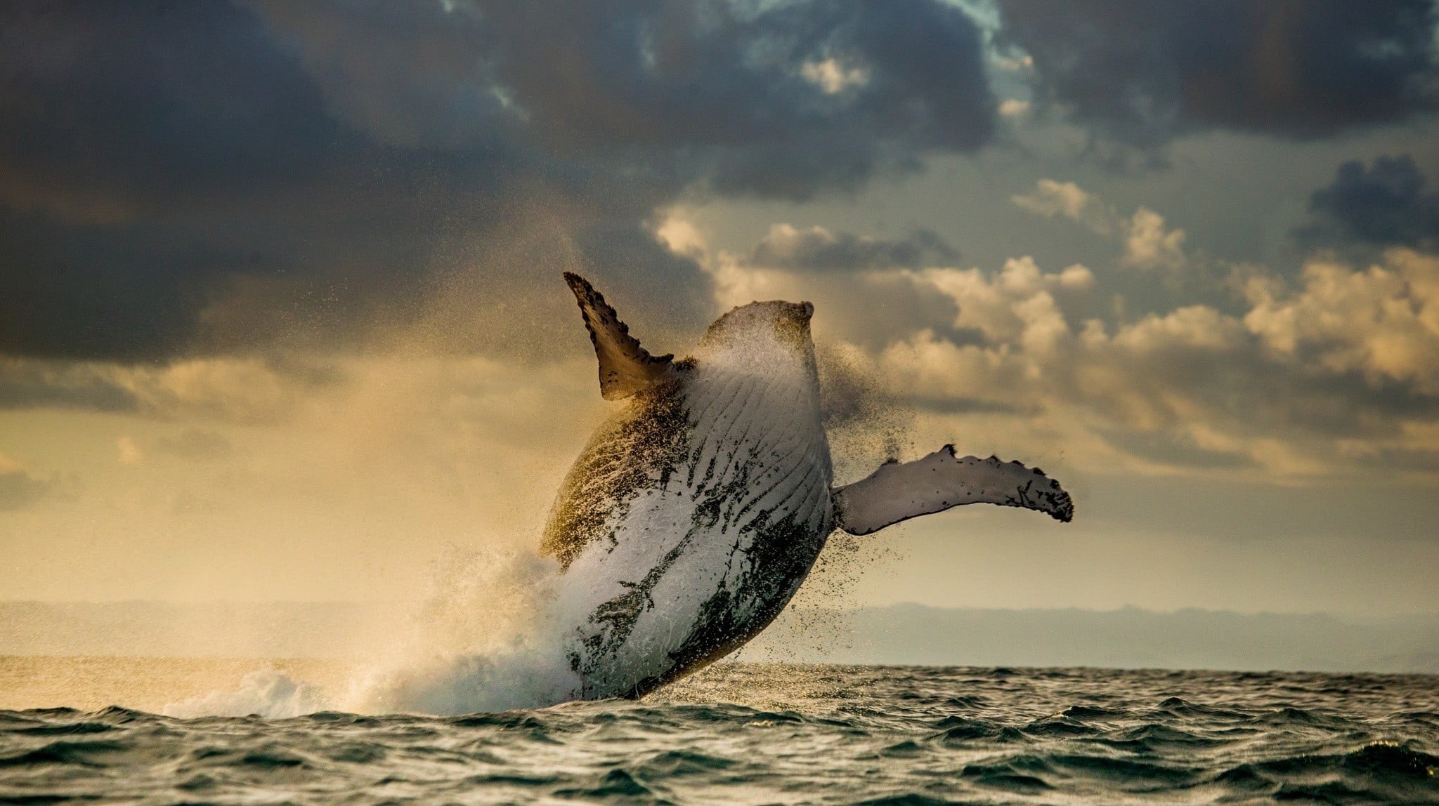 water drops, animals in the wild, animal themes, aquatic mammal, gray, outdoors, sea, white, whale, mammal, horizon over water, one animal, cloud - sky, HD Wallpaper
